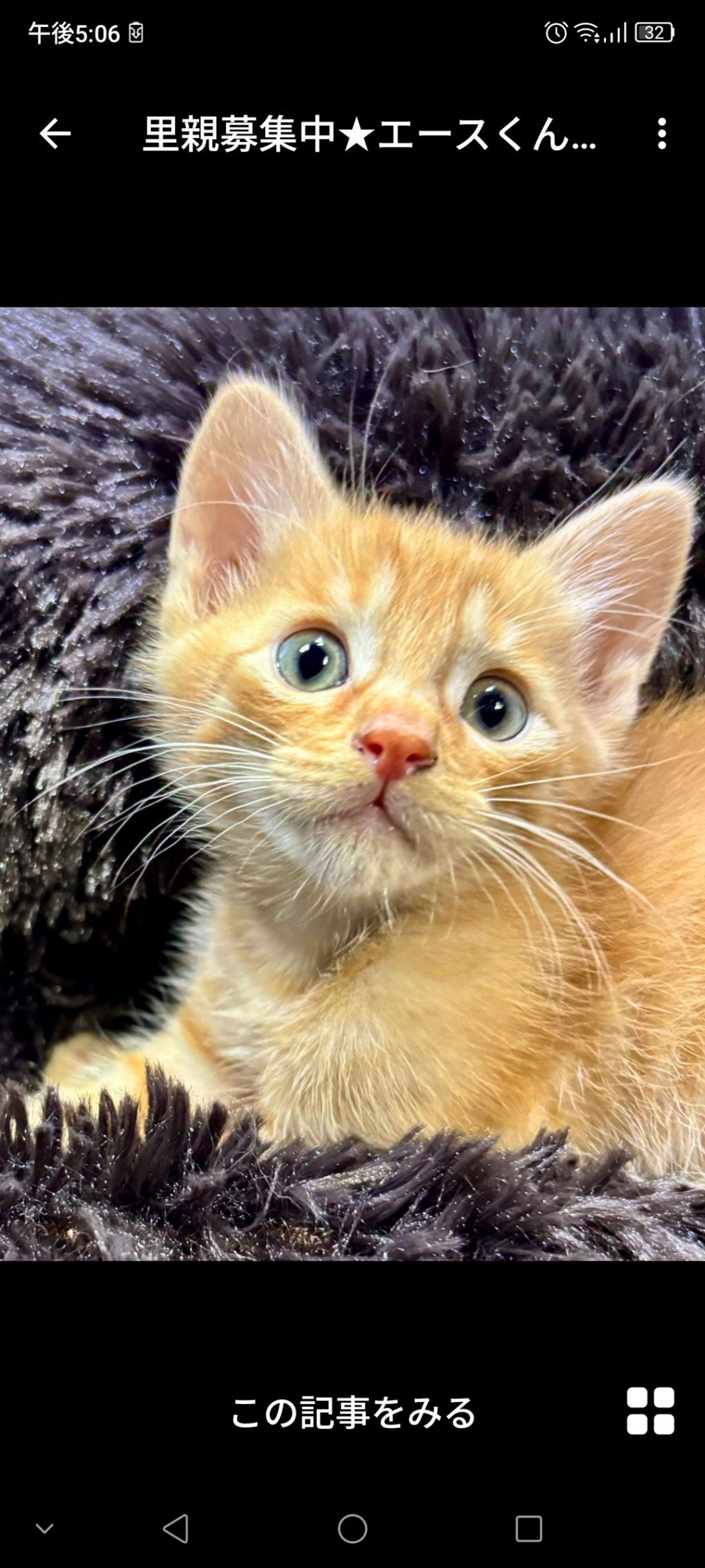 雑種（ミックス猫）・オスの里親募集の写真