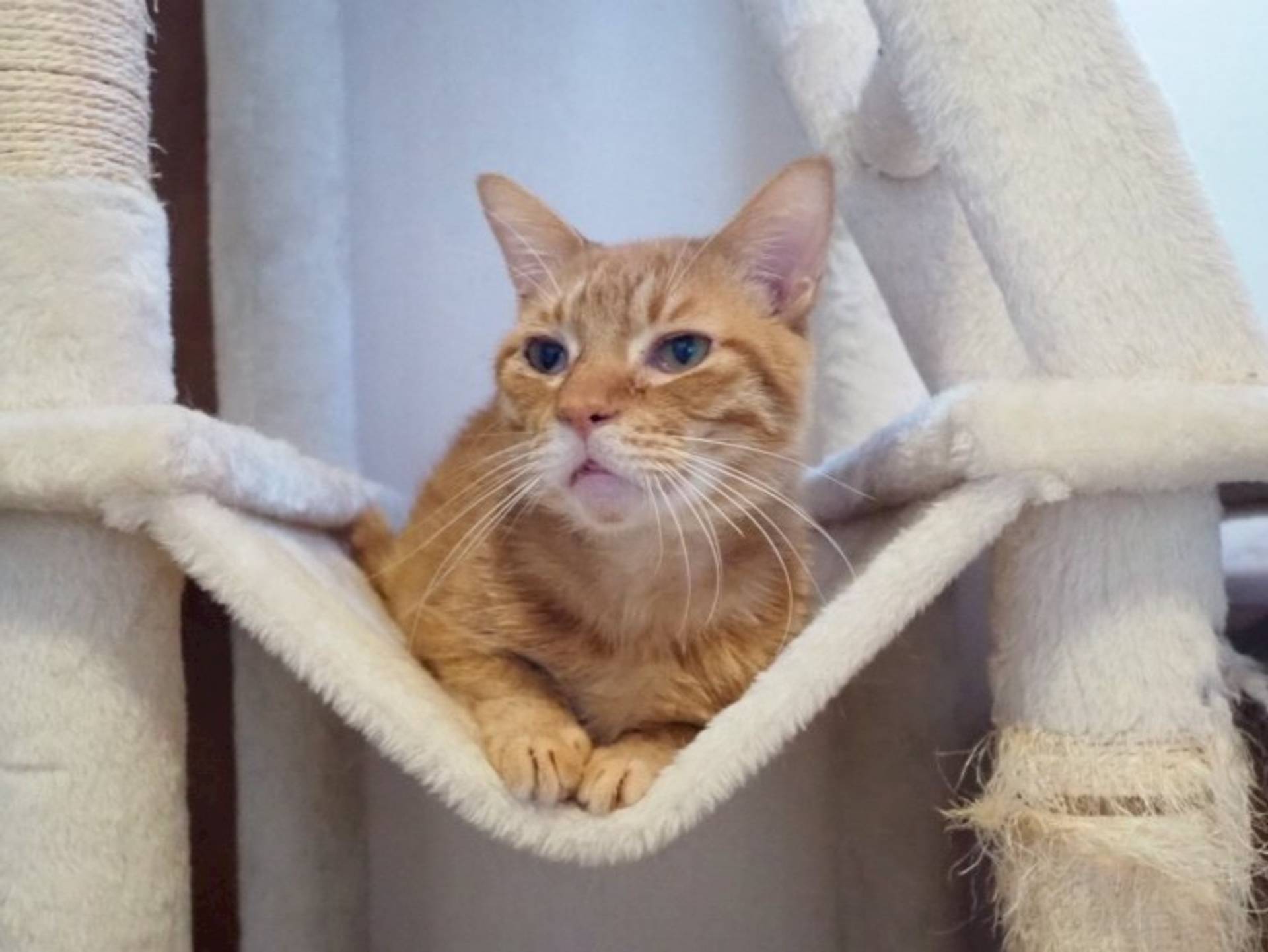 雑種（ミックス猫）・オスの里親募集の写真