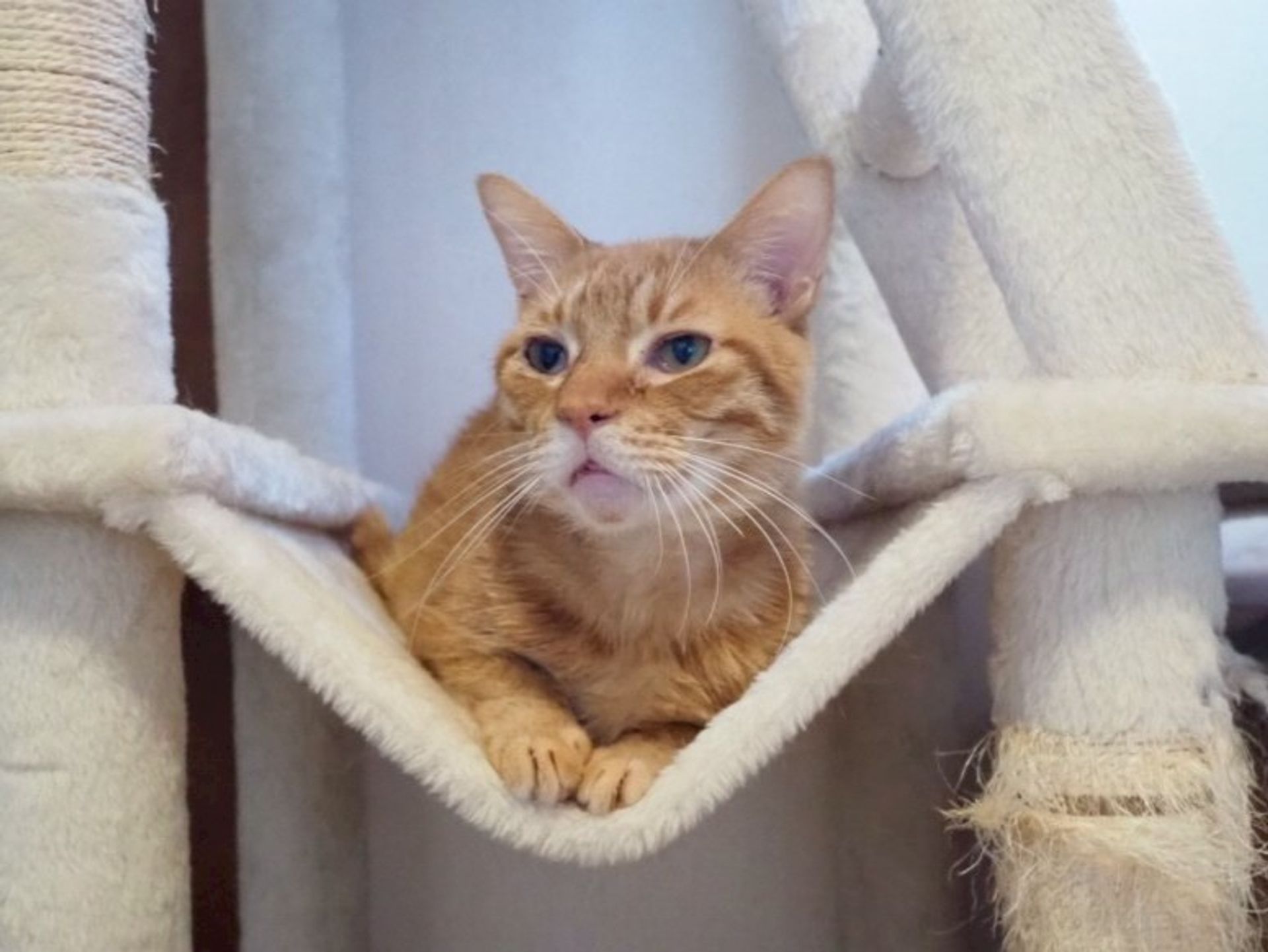雑種（ミックス猫）・オスの里親募集の写真