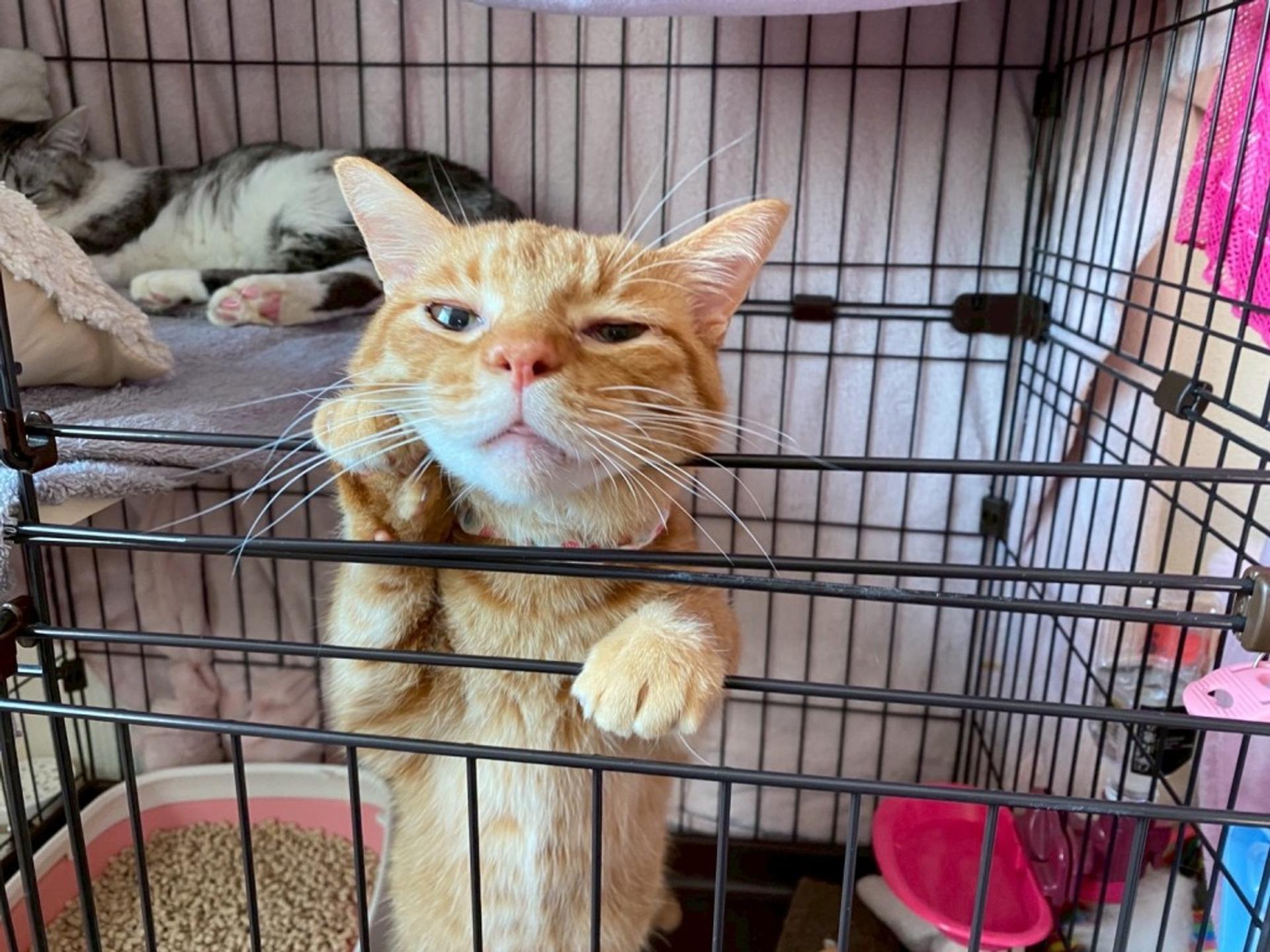 pet-image-8