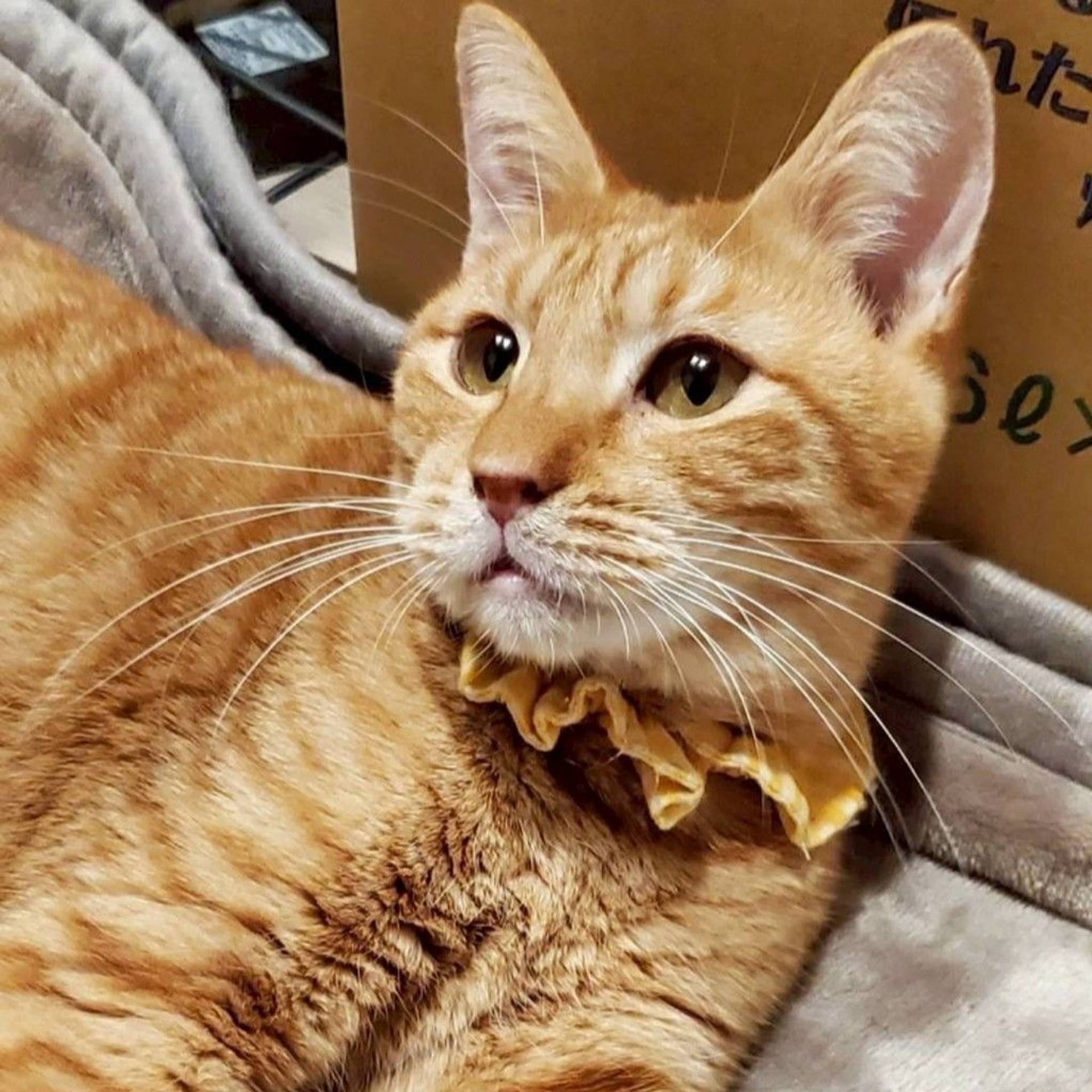 雑種（ミックス猫）・オスの里親募集の写真