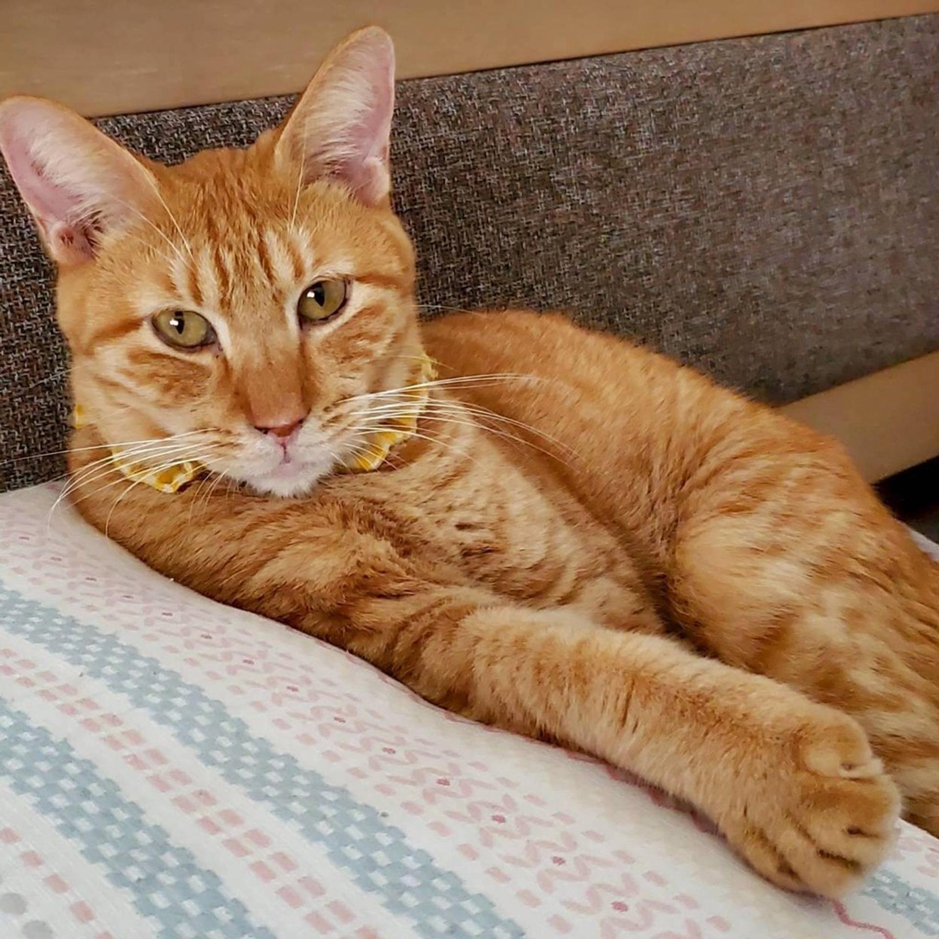 pet-image-7