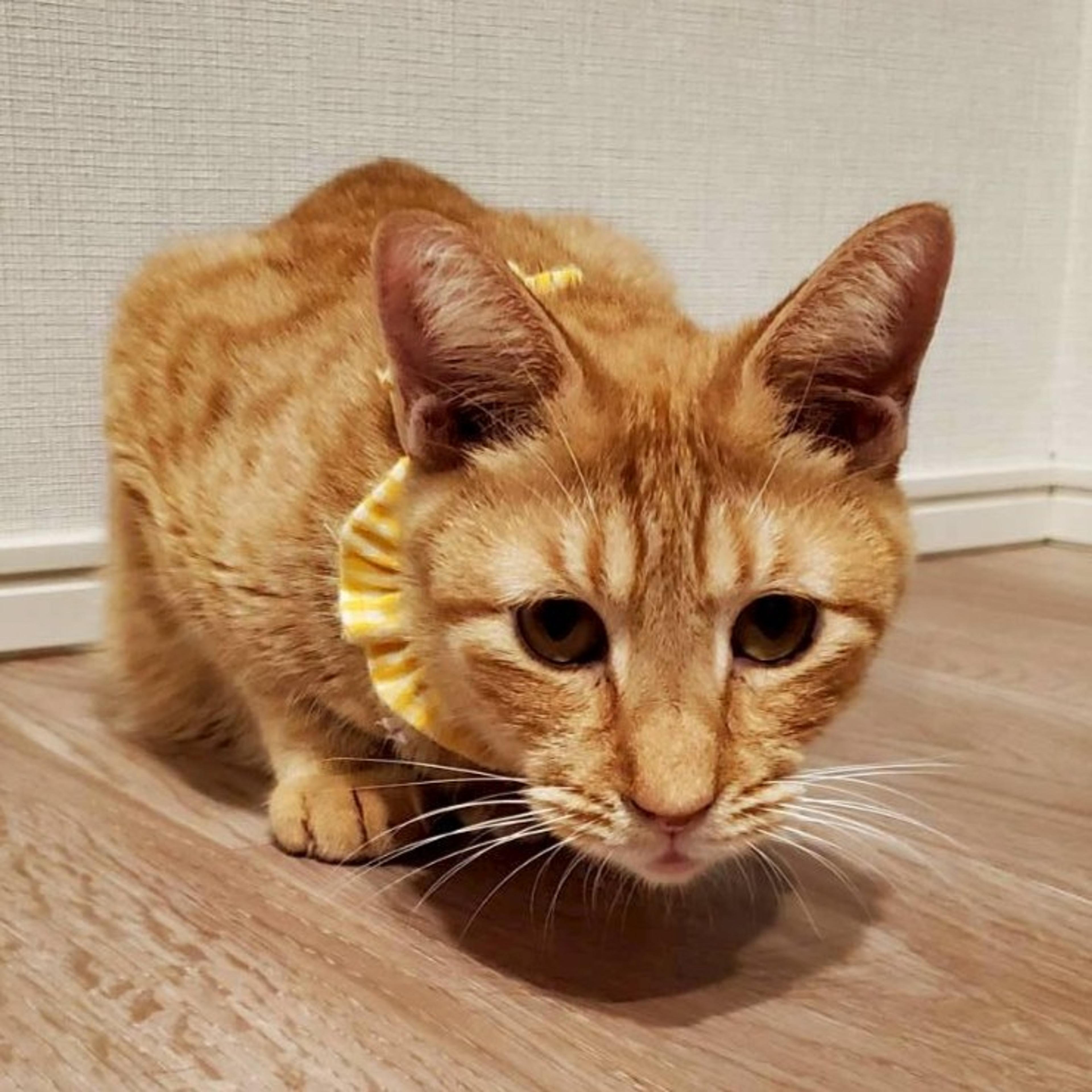 pet-image-9