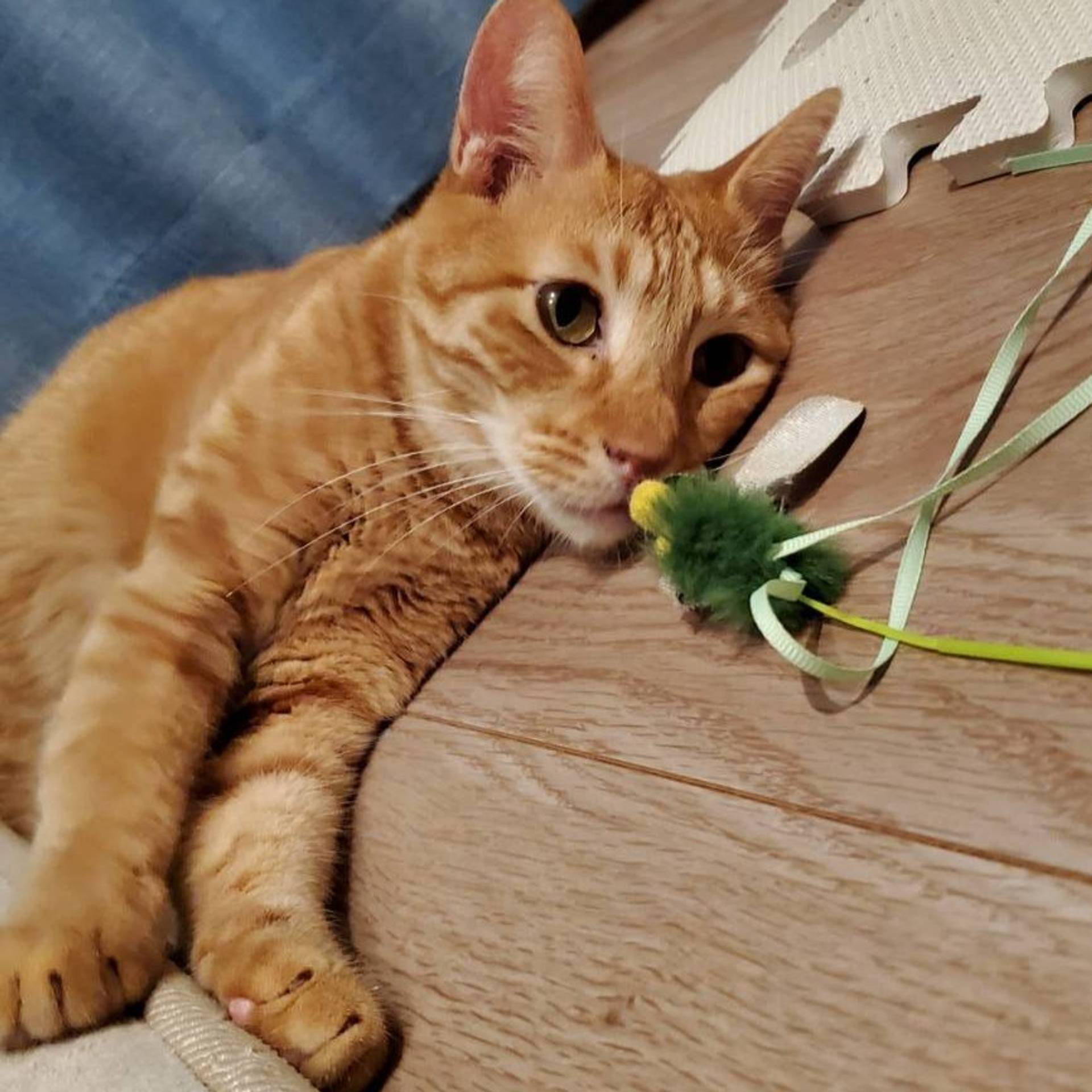 雑種（ミックス猫）・オスの里親募集の写真