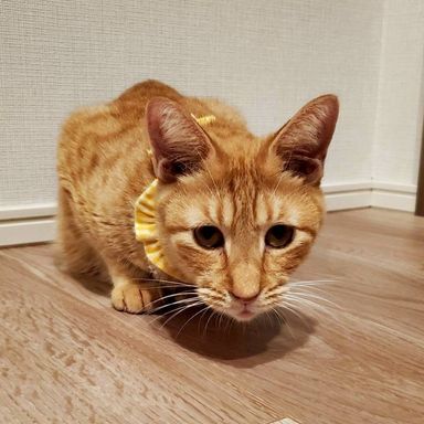 あげまる