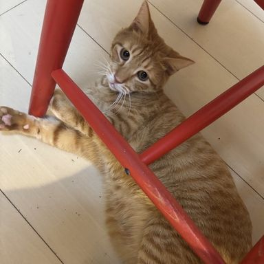 あげまる