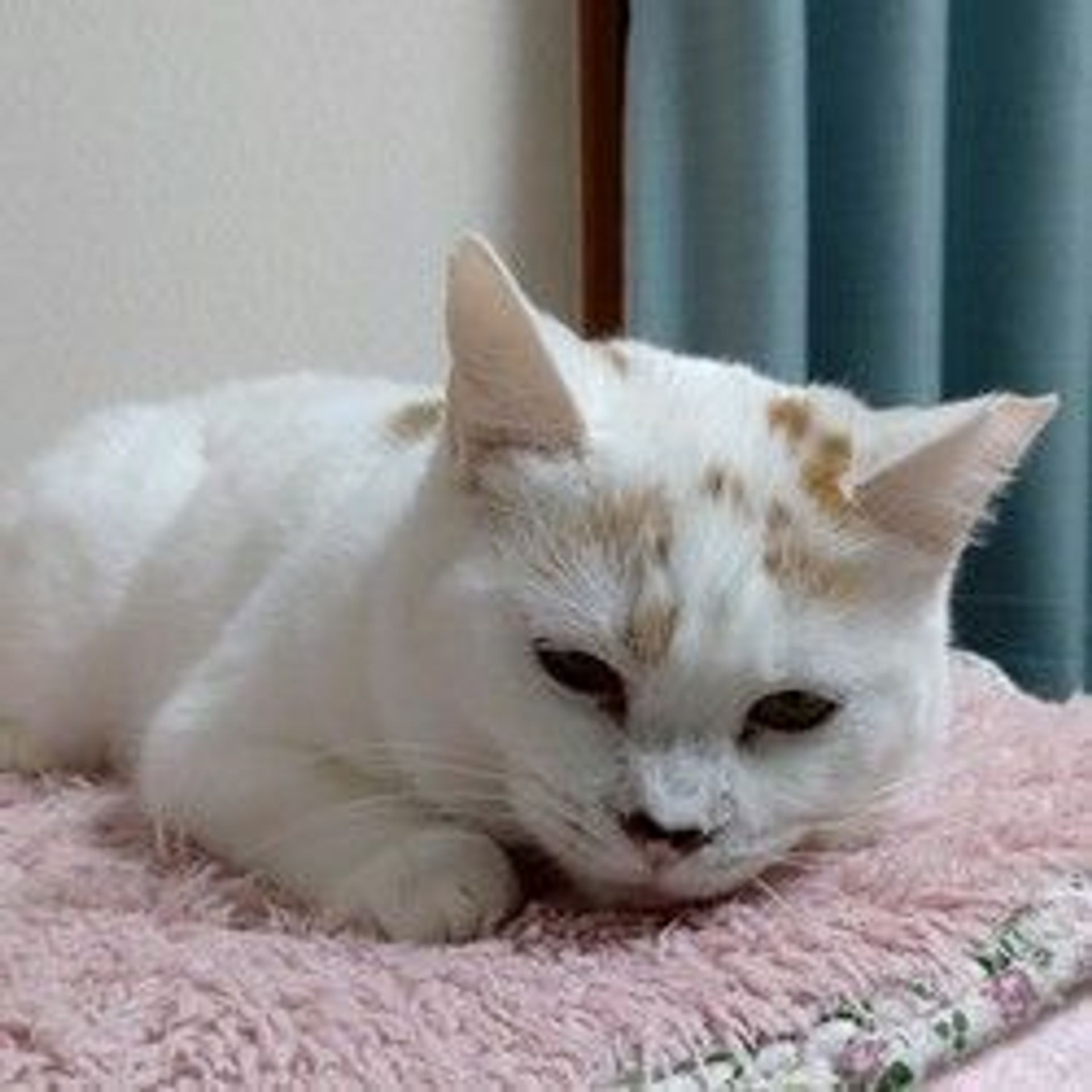 雑種（ミックス猫）・メスの里親募集の写真