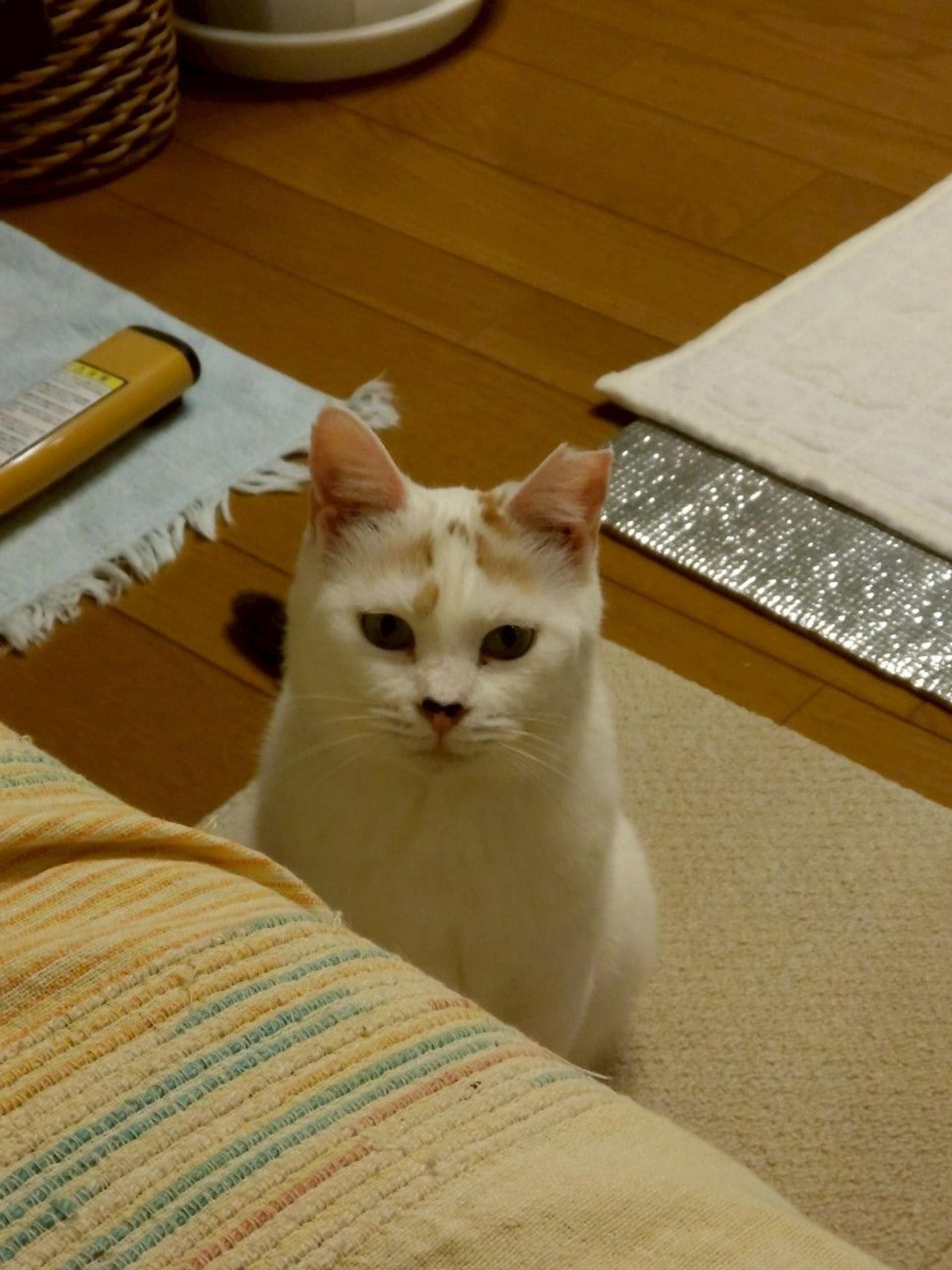 pet-image-2