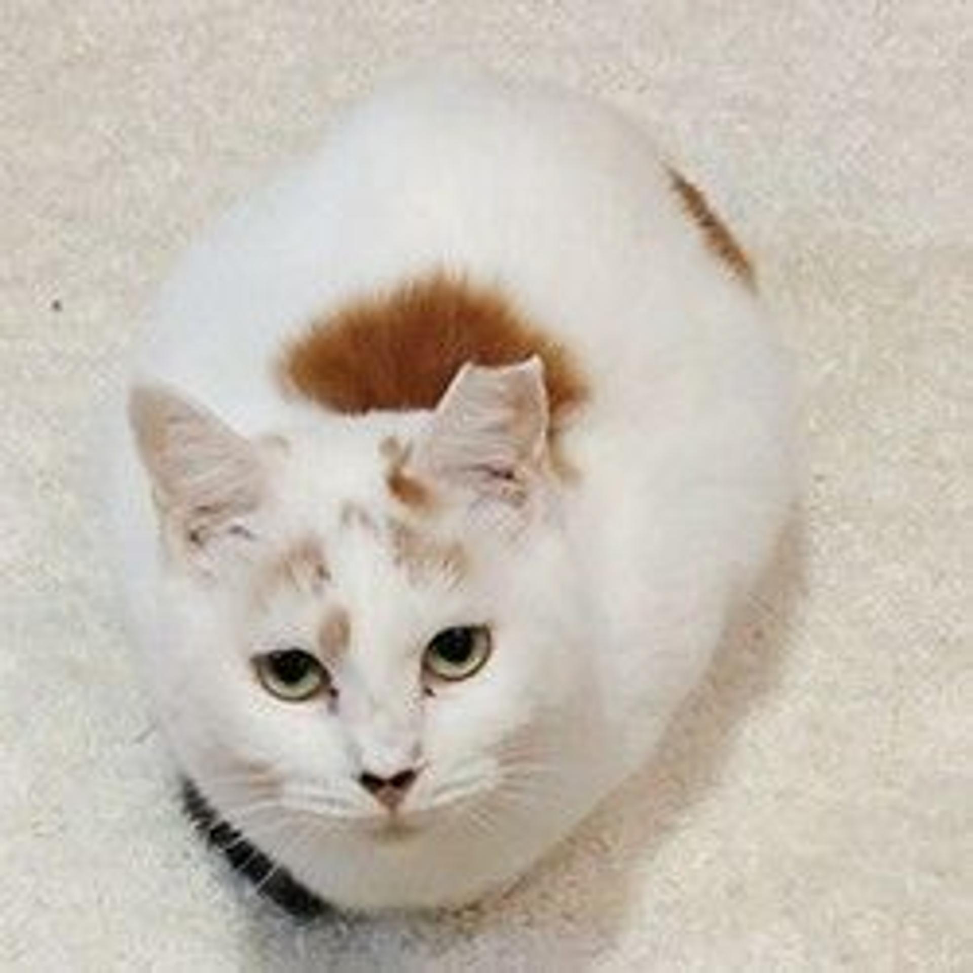 pet-image-3
