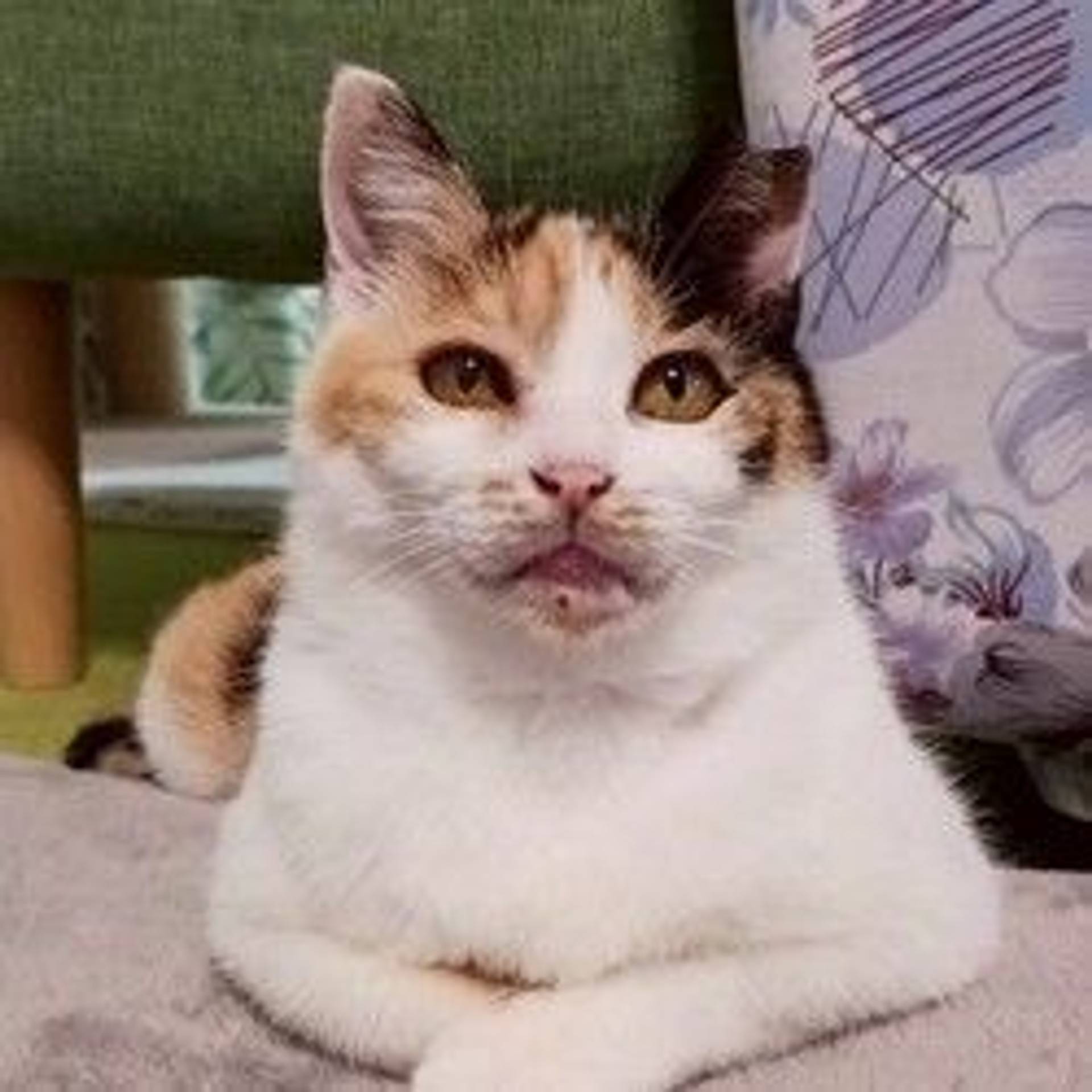 雑種（ミックス猫）・メスの里親募集の写真