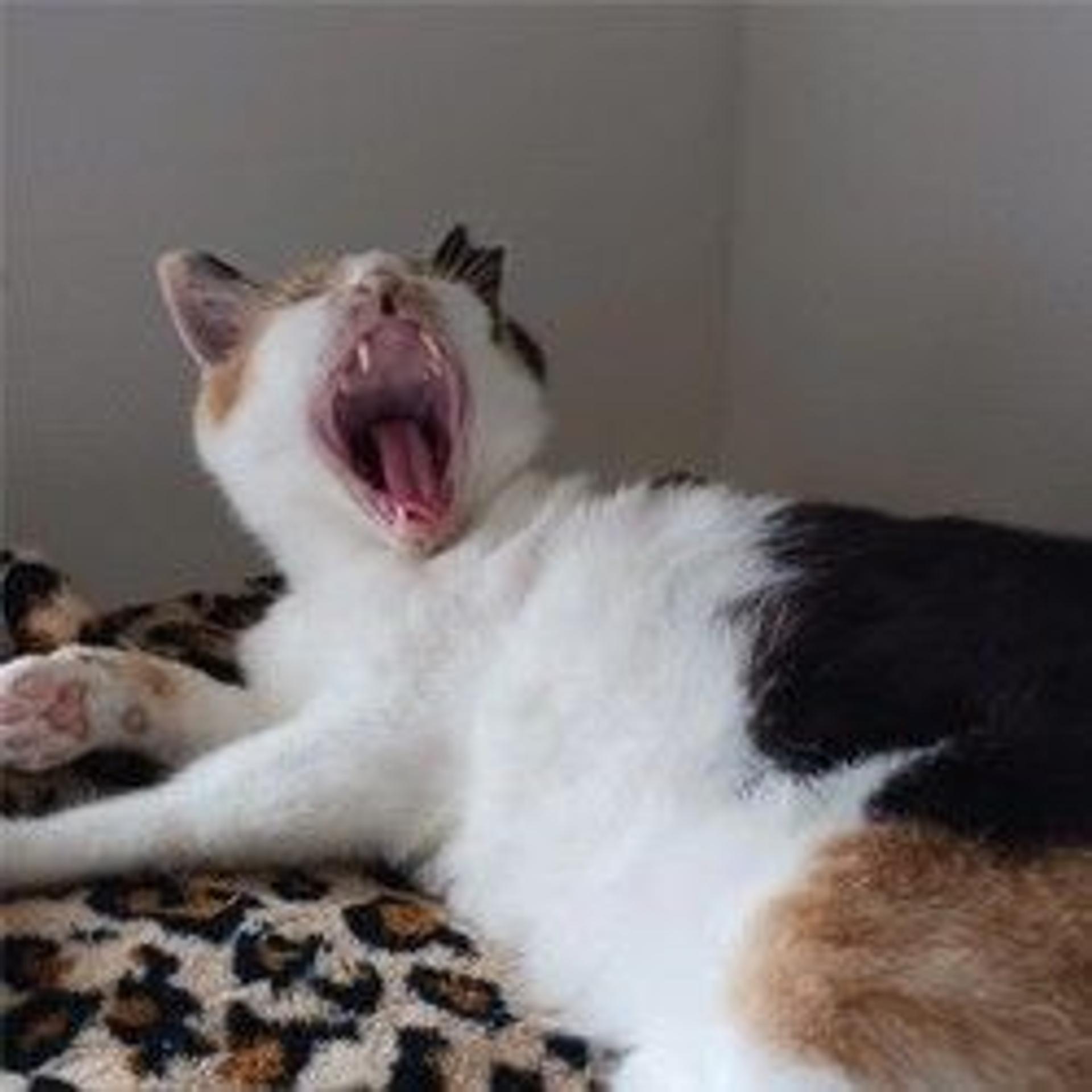 pet-image-3