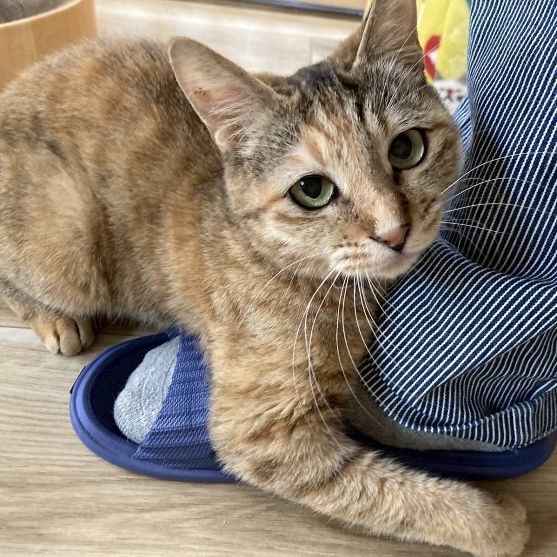 雑種（ミックス猫）・メスの里親募集の写真