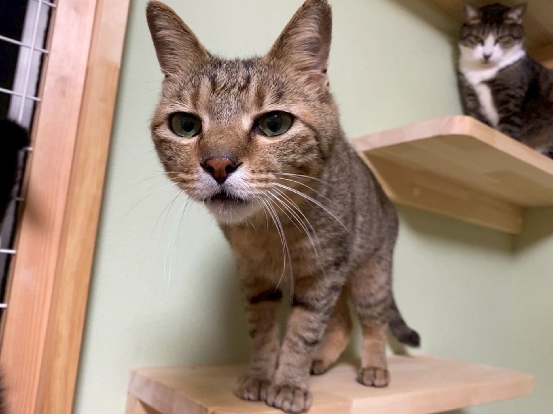 雑種（ミックス猫）・オスの里親募集の写真