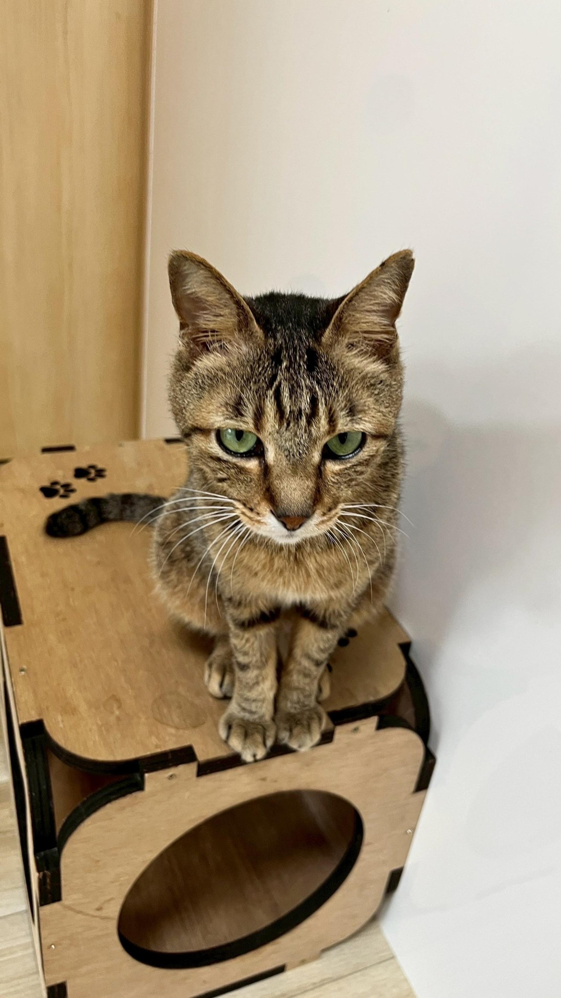 pet-image-2