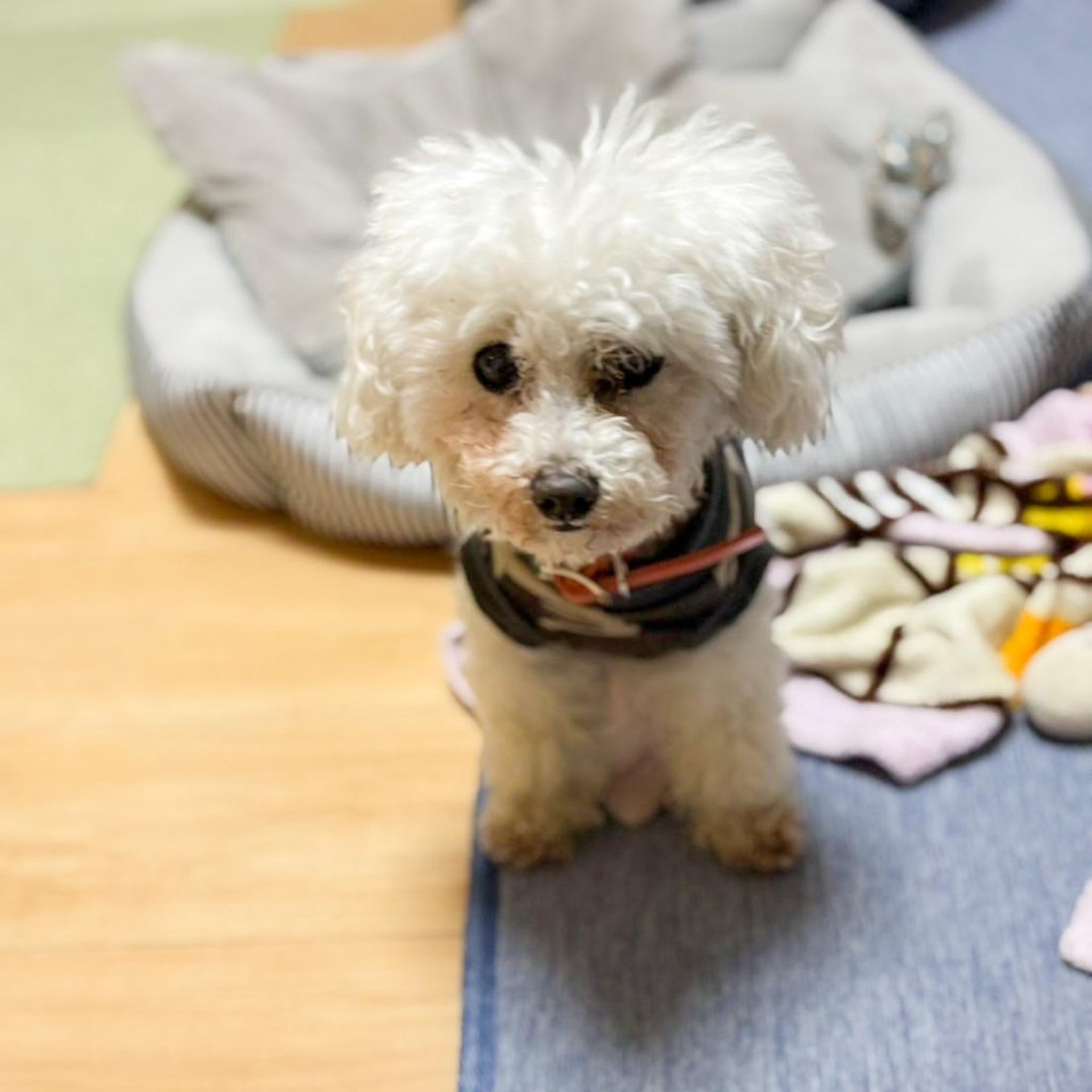 pet-image-2