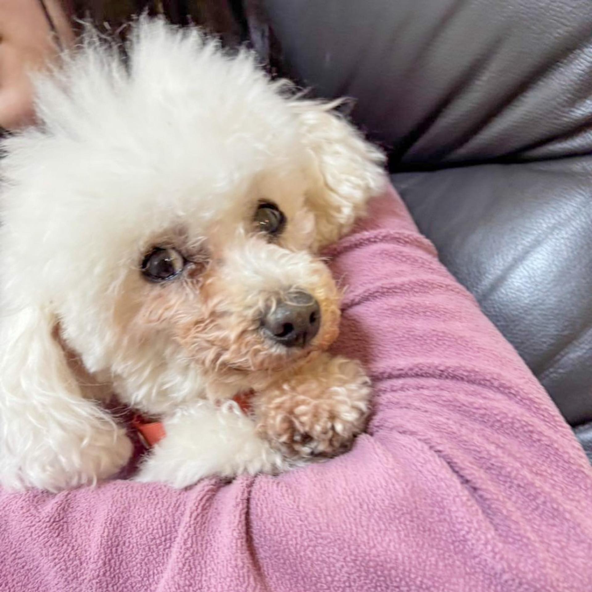 pet-image-4
