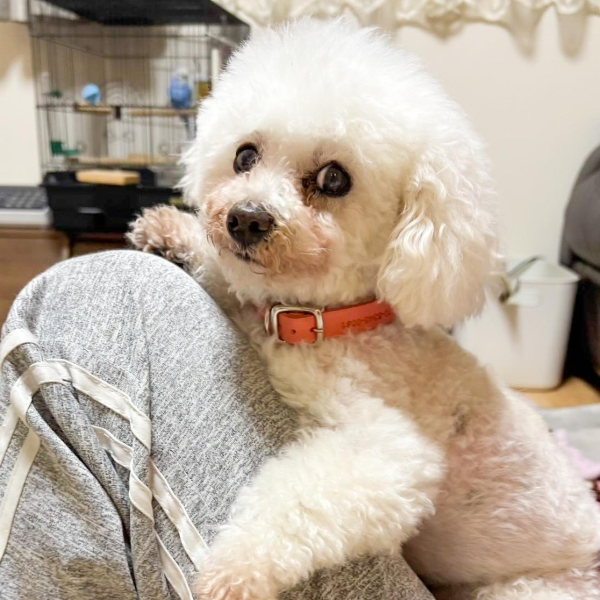 pet-image-5