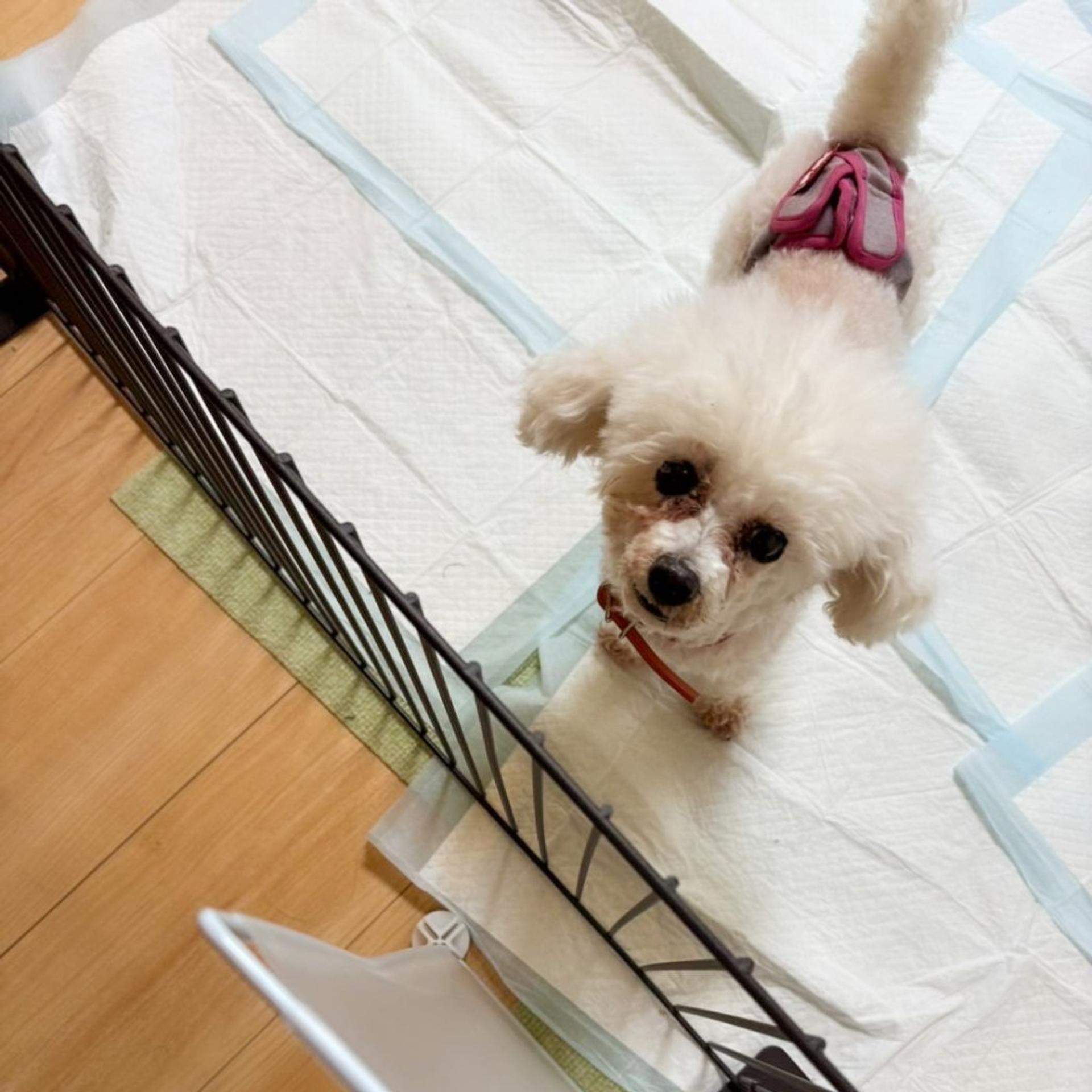 pet-image-7