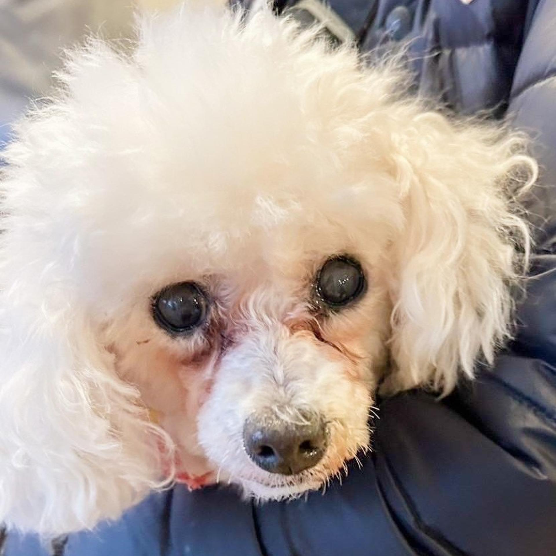 pet-image-9