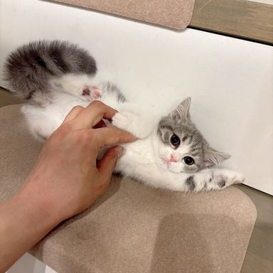 ジャスミン