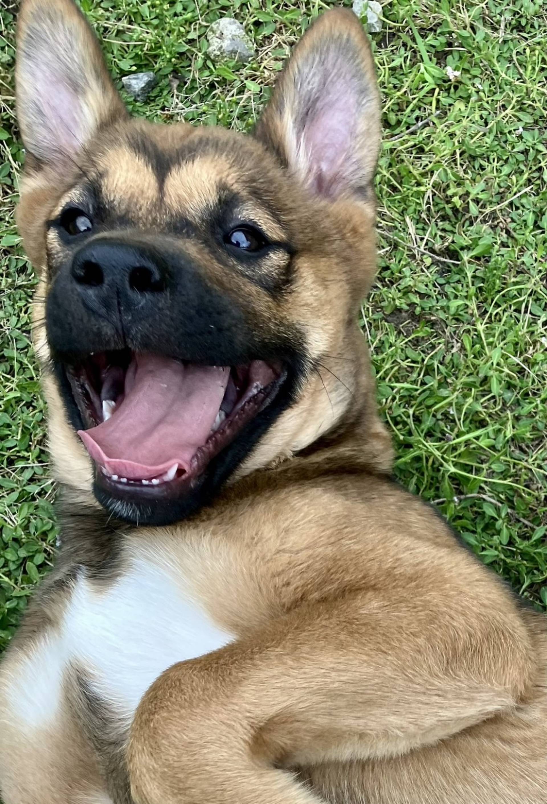 雑種（ミックス犬）・オスの里親募集の写真