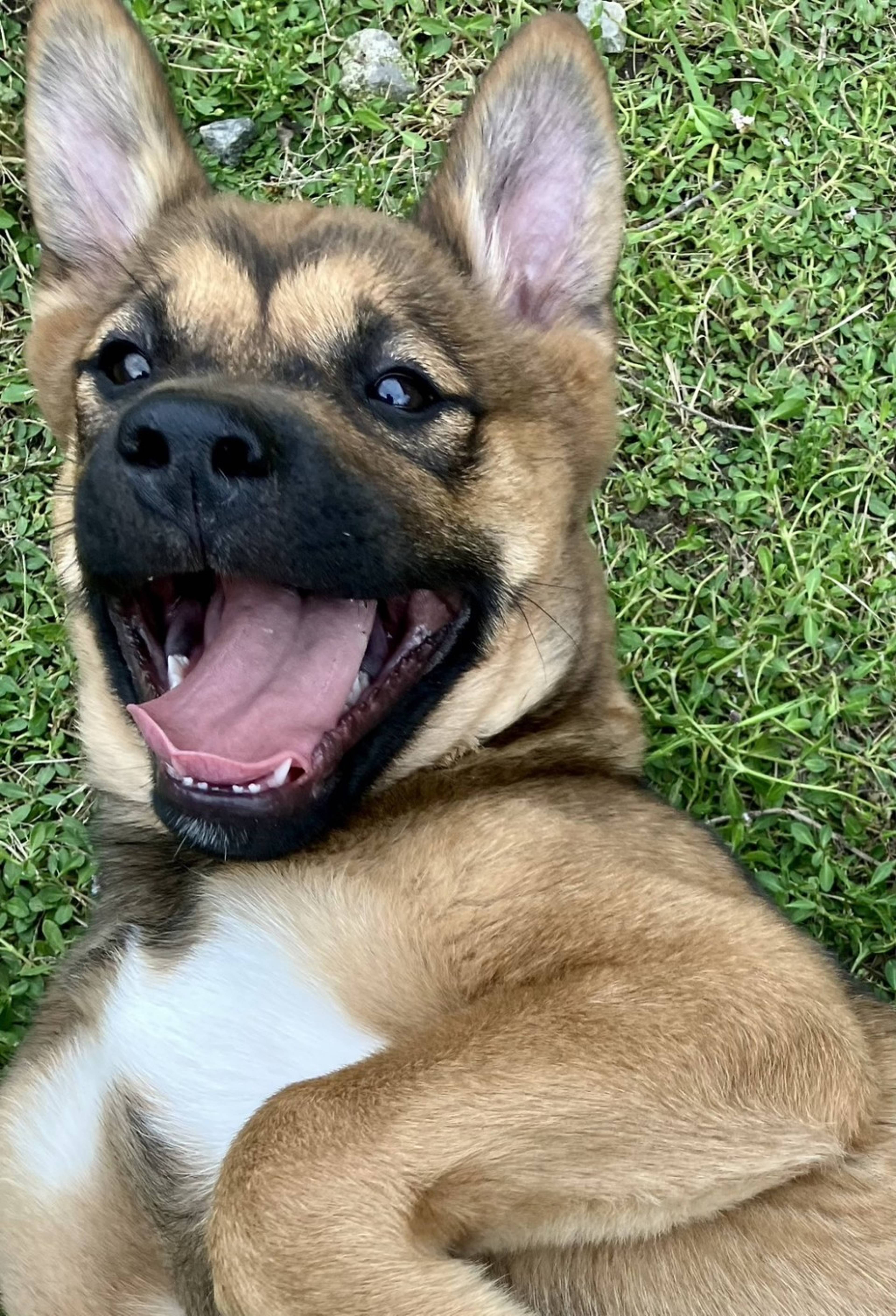 雑種（ミックス犬）・オスの里親募集の写真