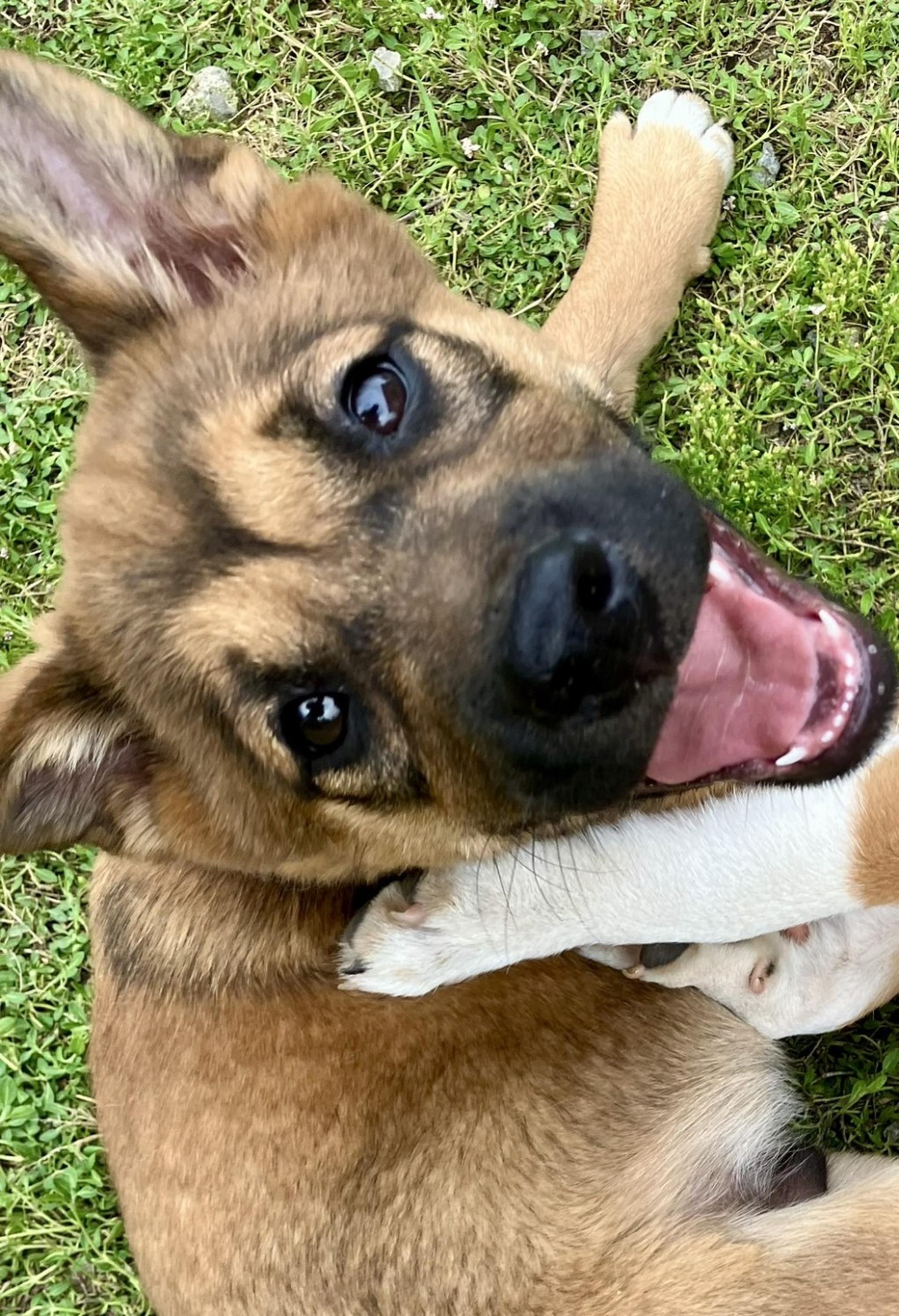 pet-image-2