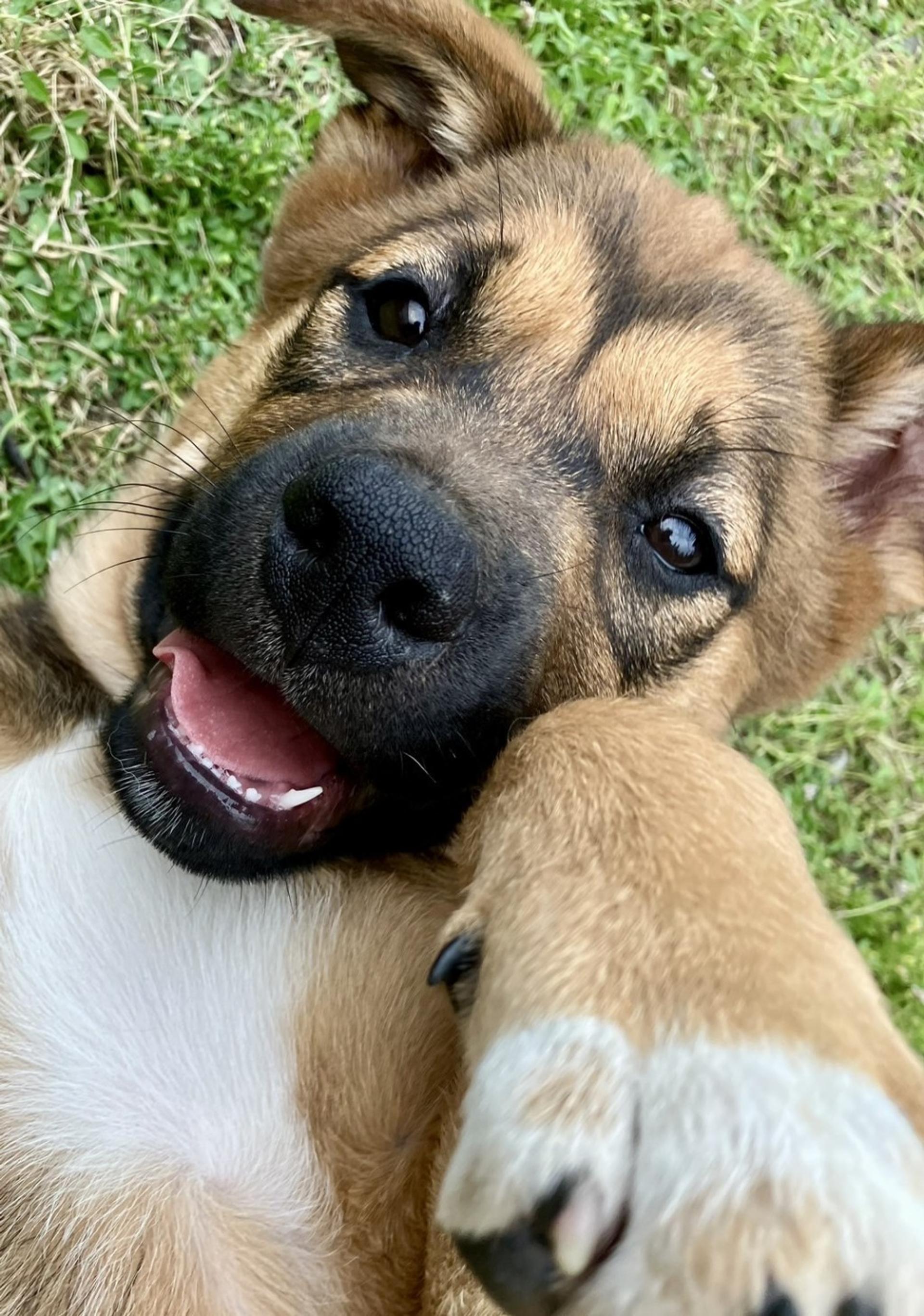 pet-image-3