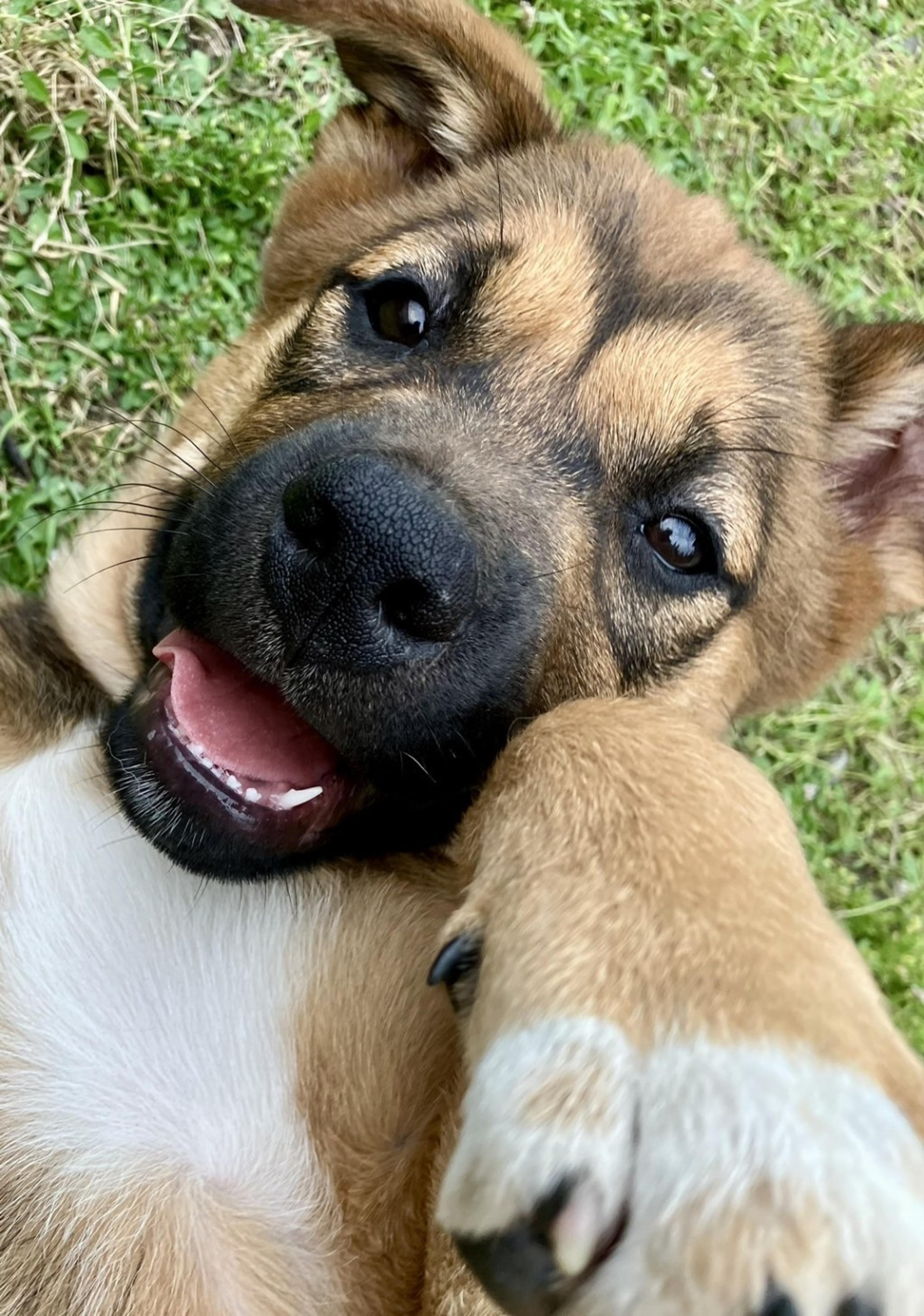 pet-image-3