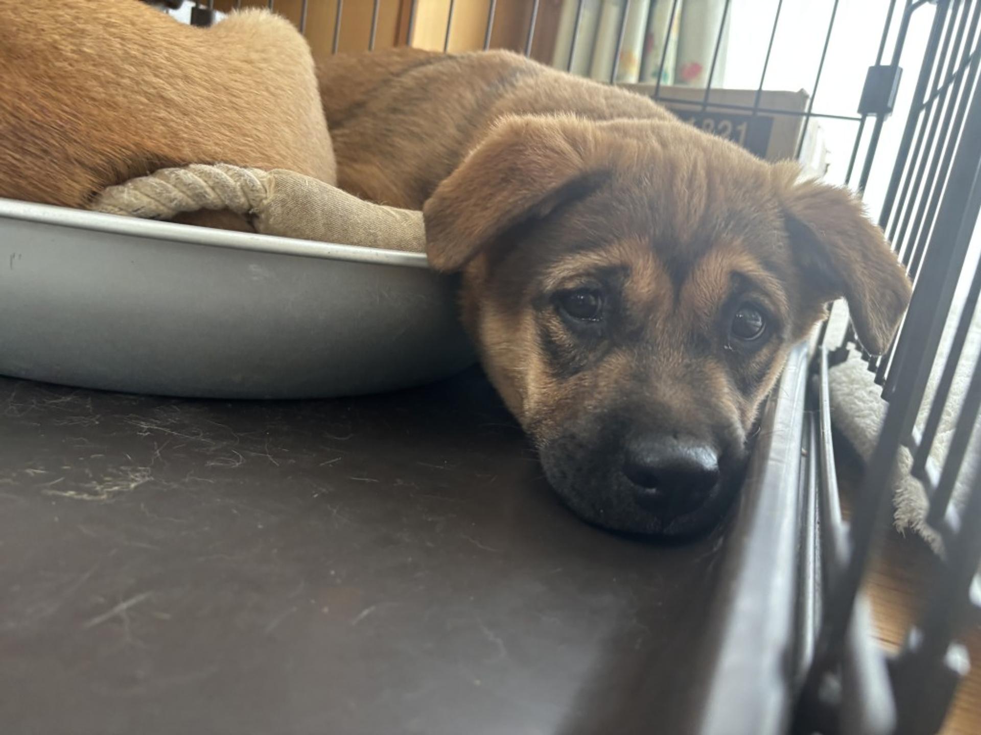 pet-image-5