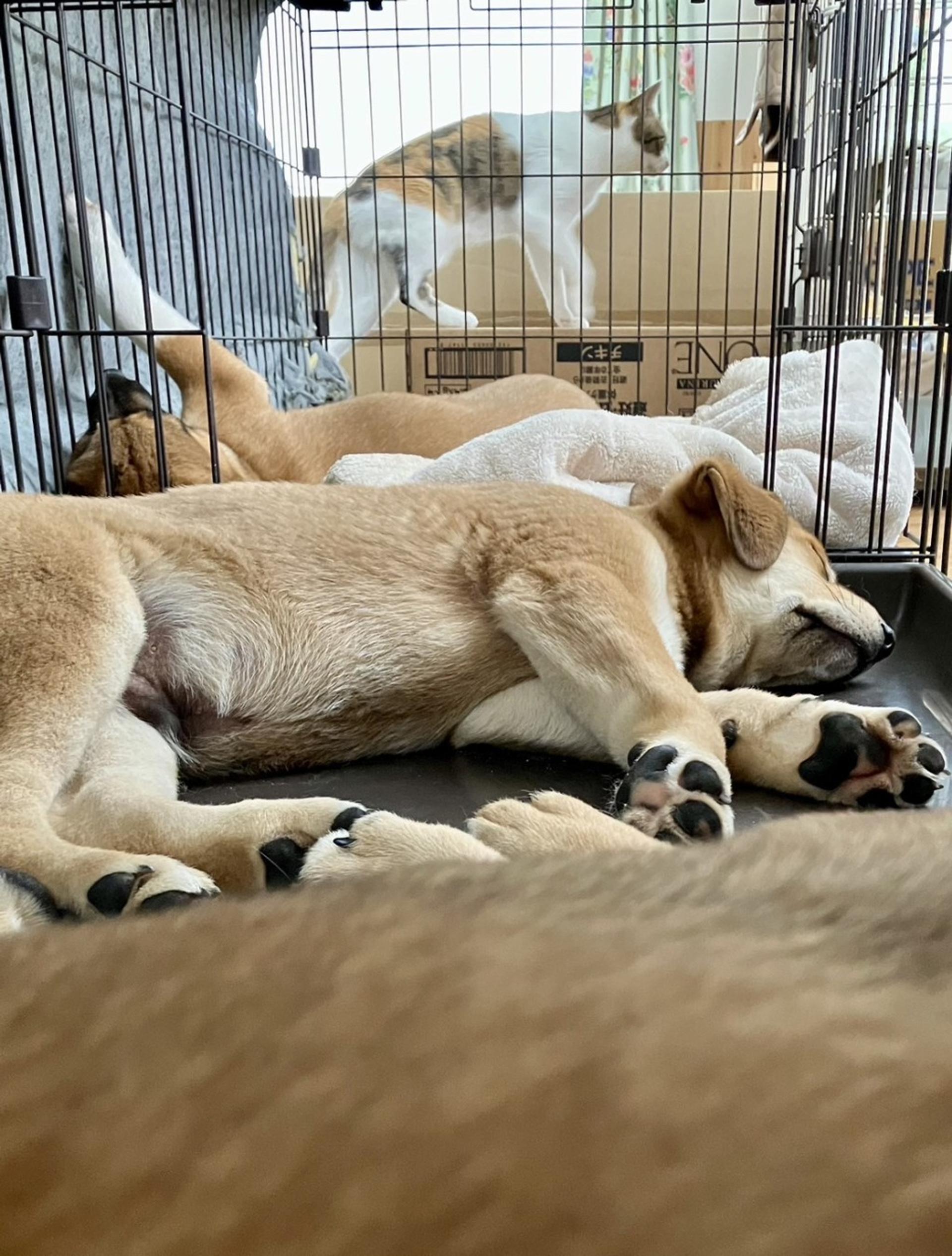 pet-image-4