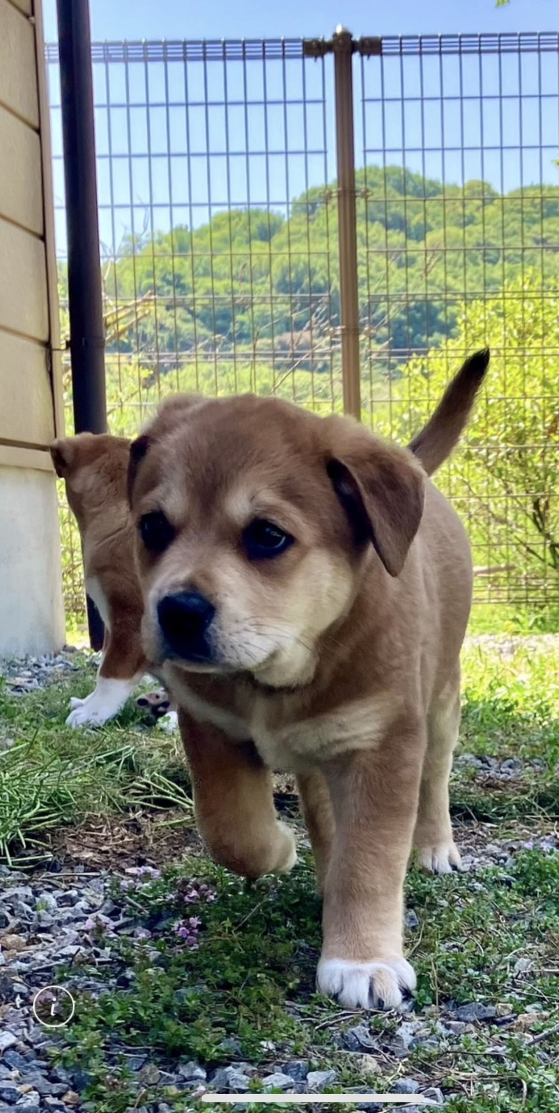 雑種（ミックス犬）・オスの里親募集の写真