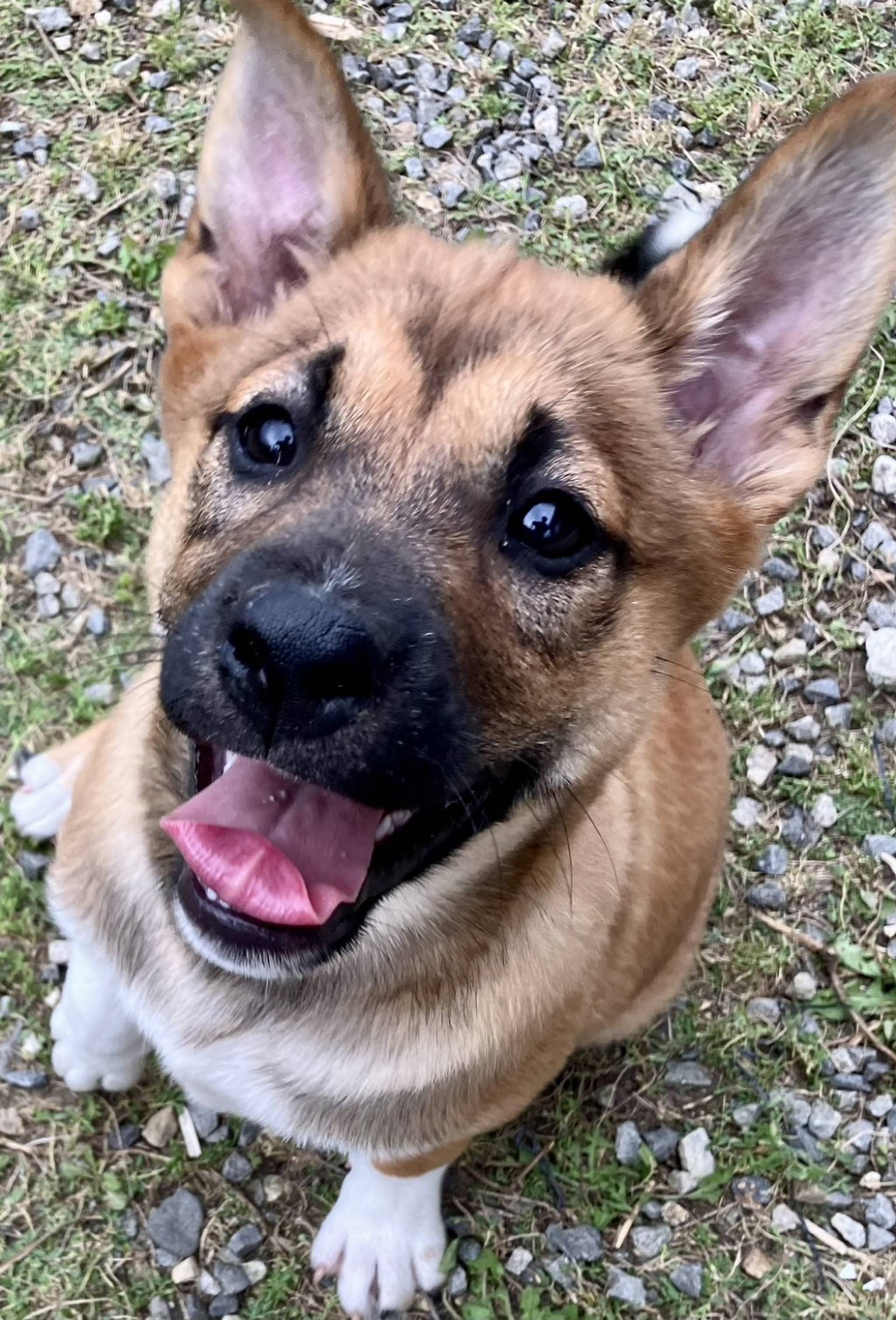 雑種（ミックス犬）・オスの里親募集の写真
