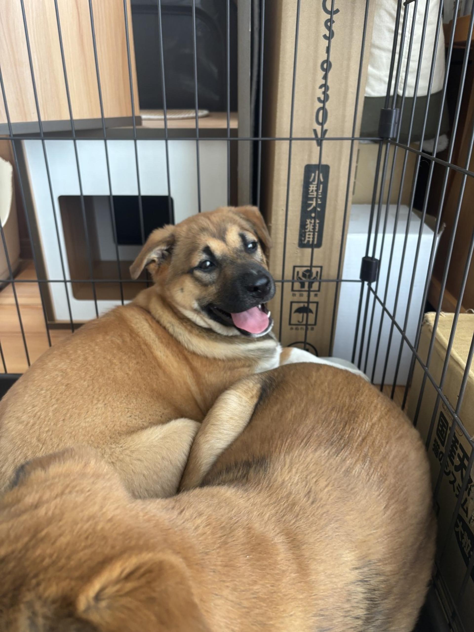 pet-image-4