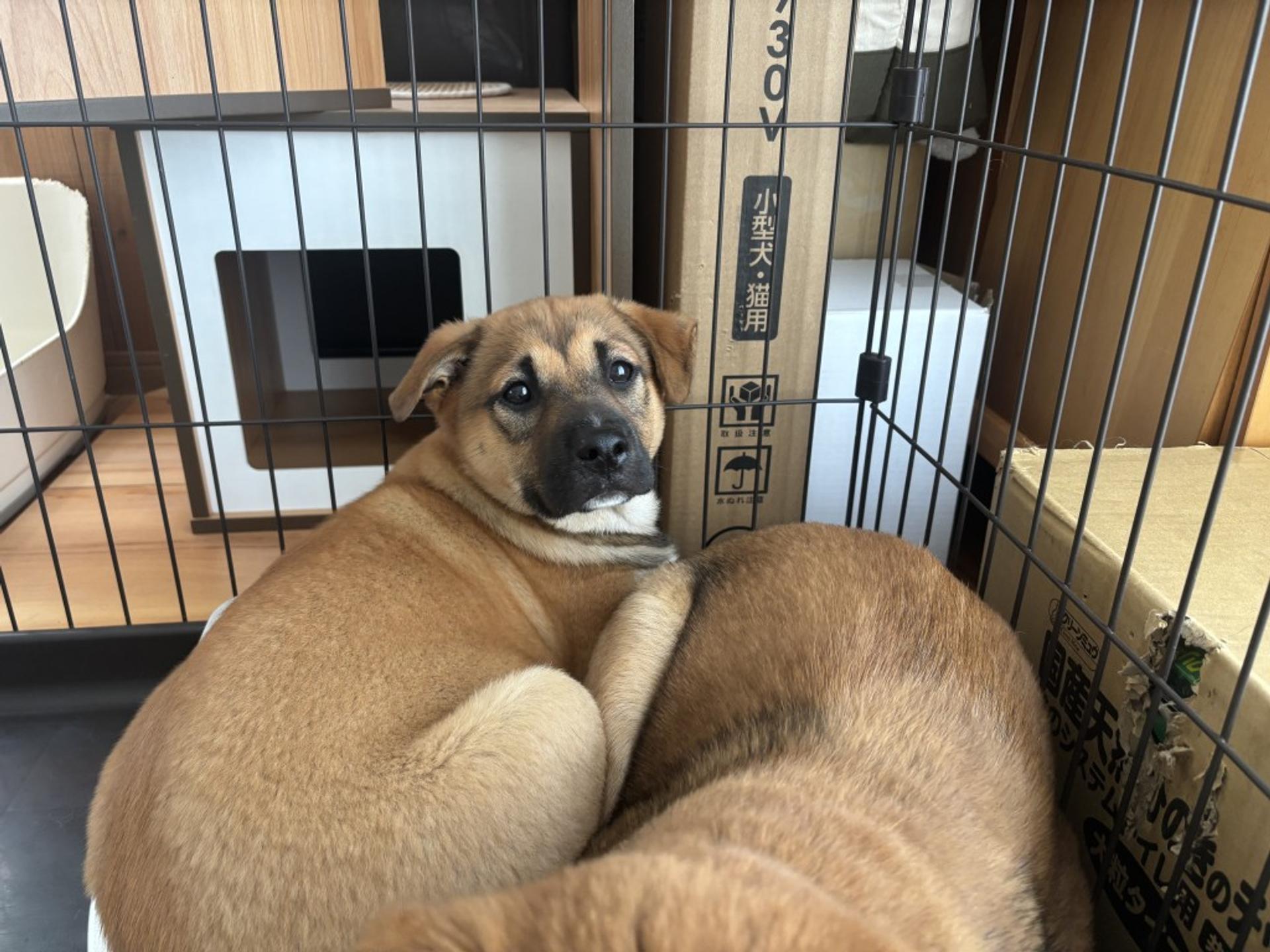 pet-image-5