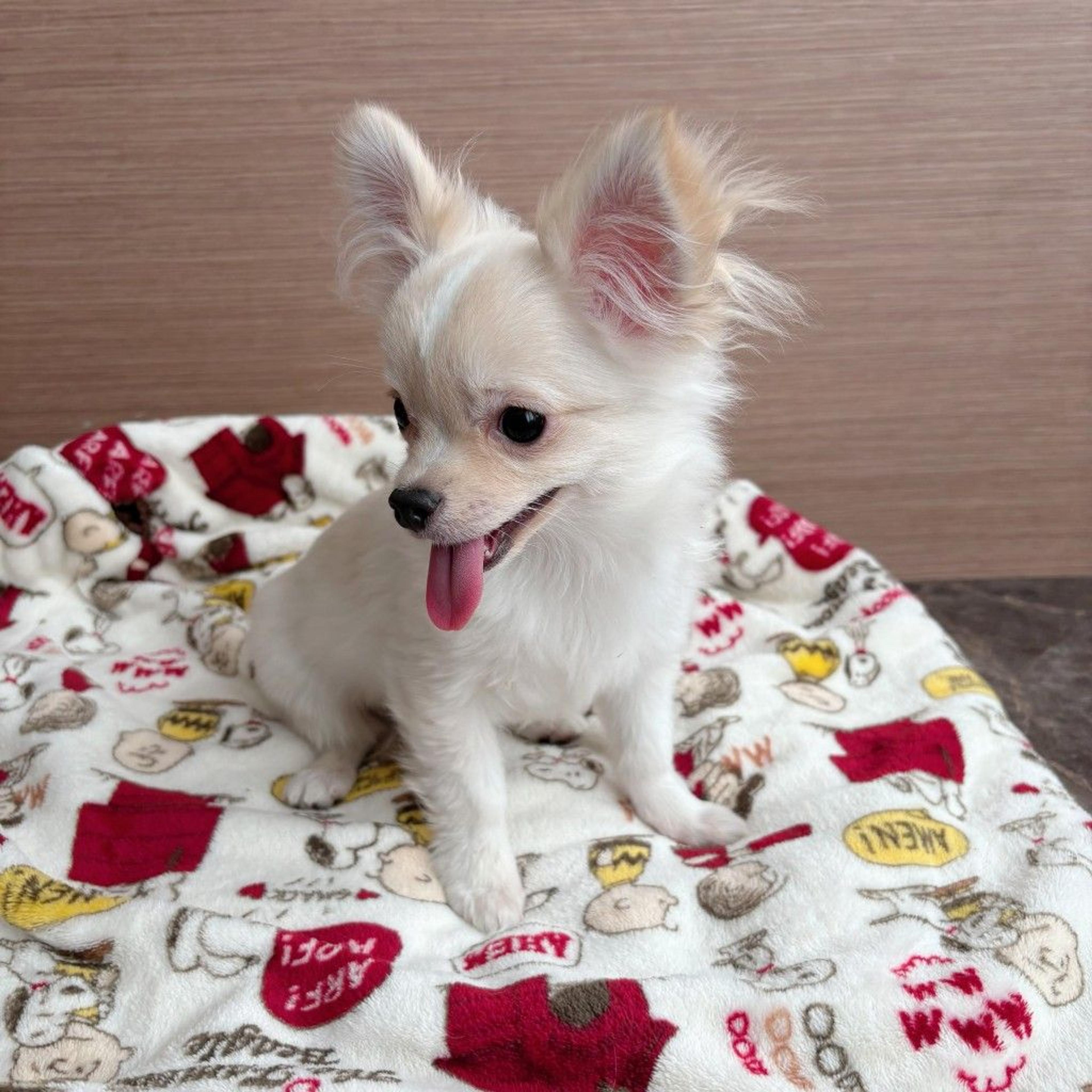 pet-image-9