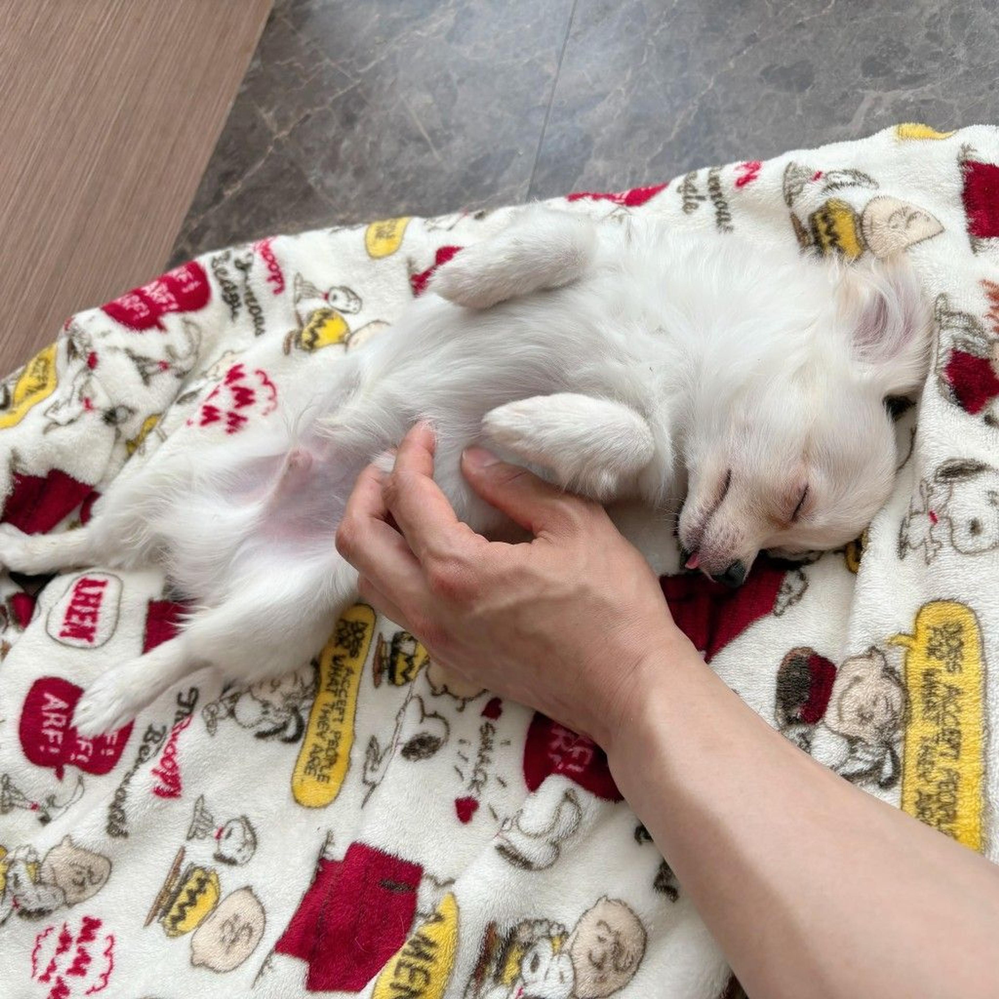 pet-image-8