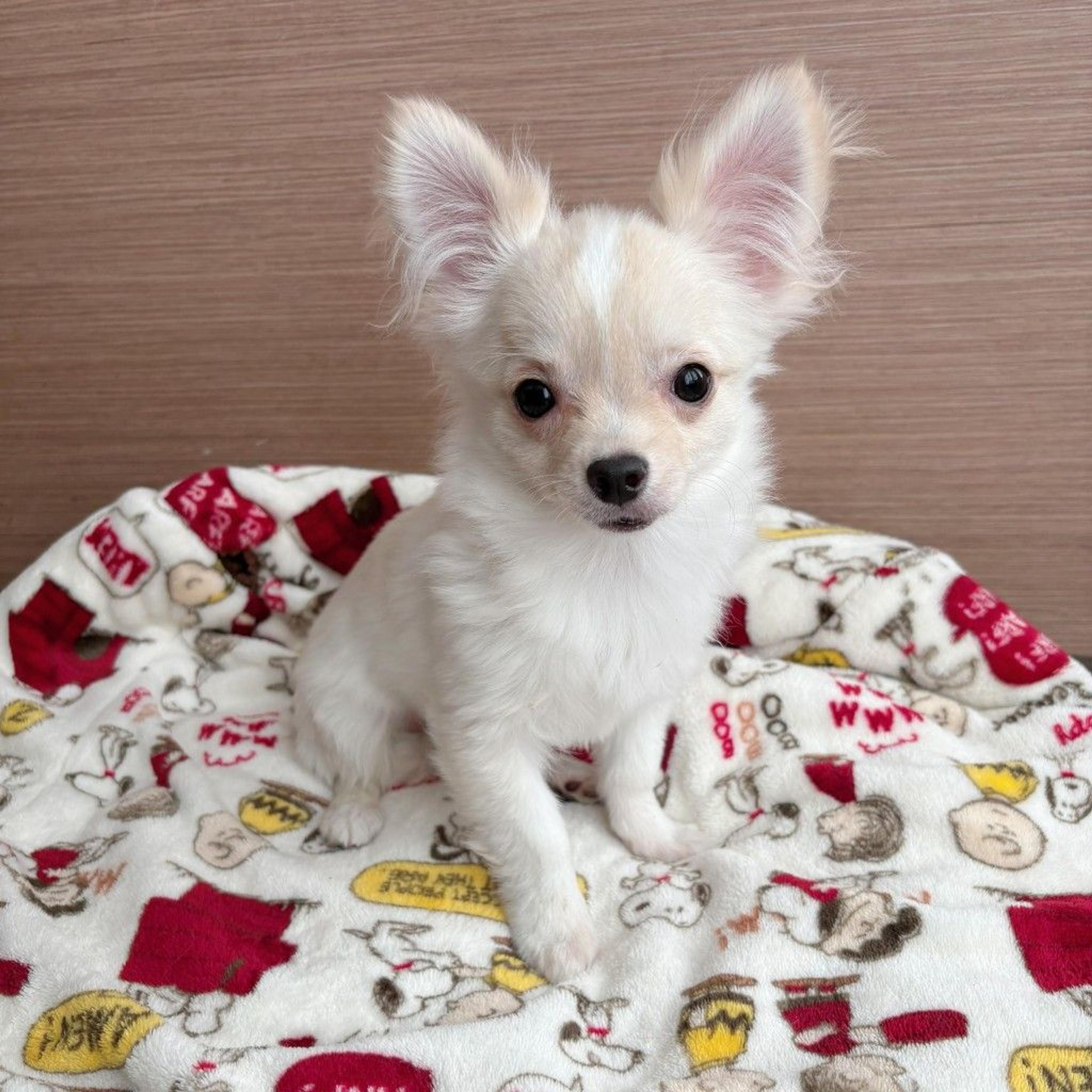 pet-image-6
