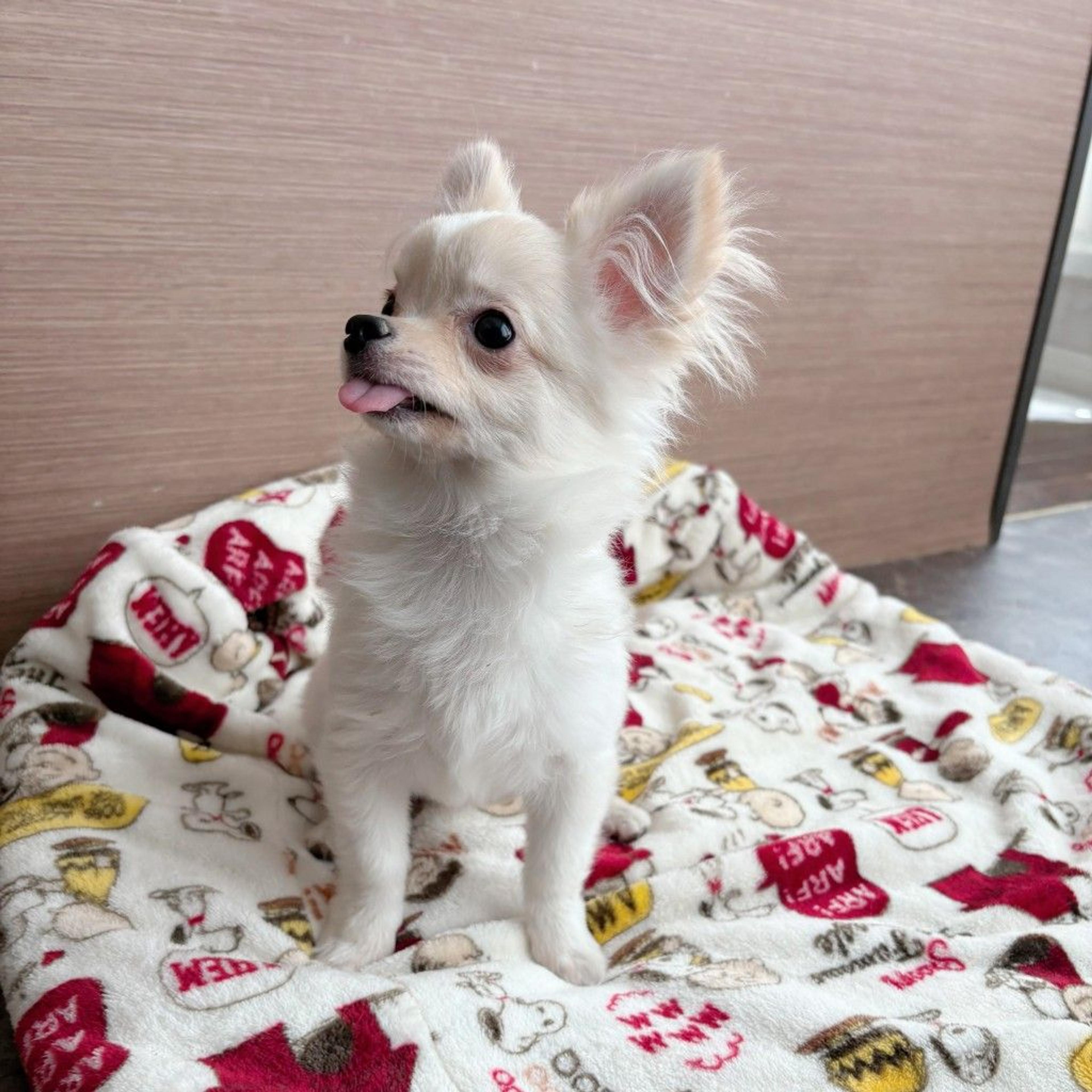 pet-image-3