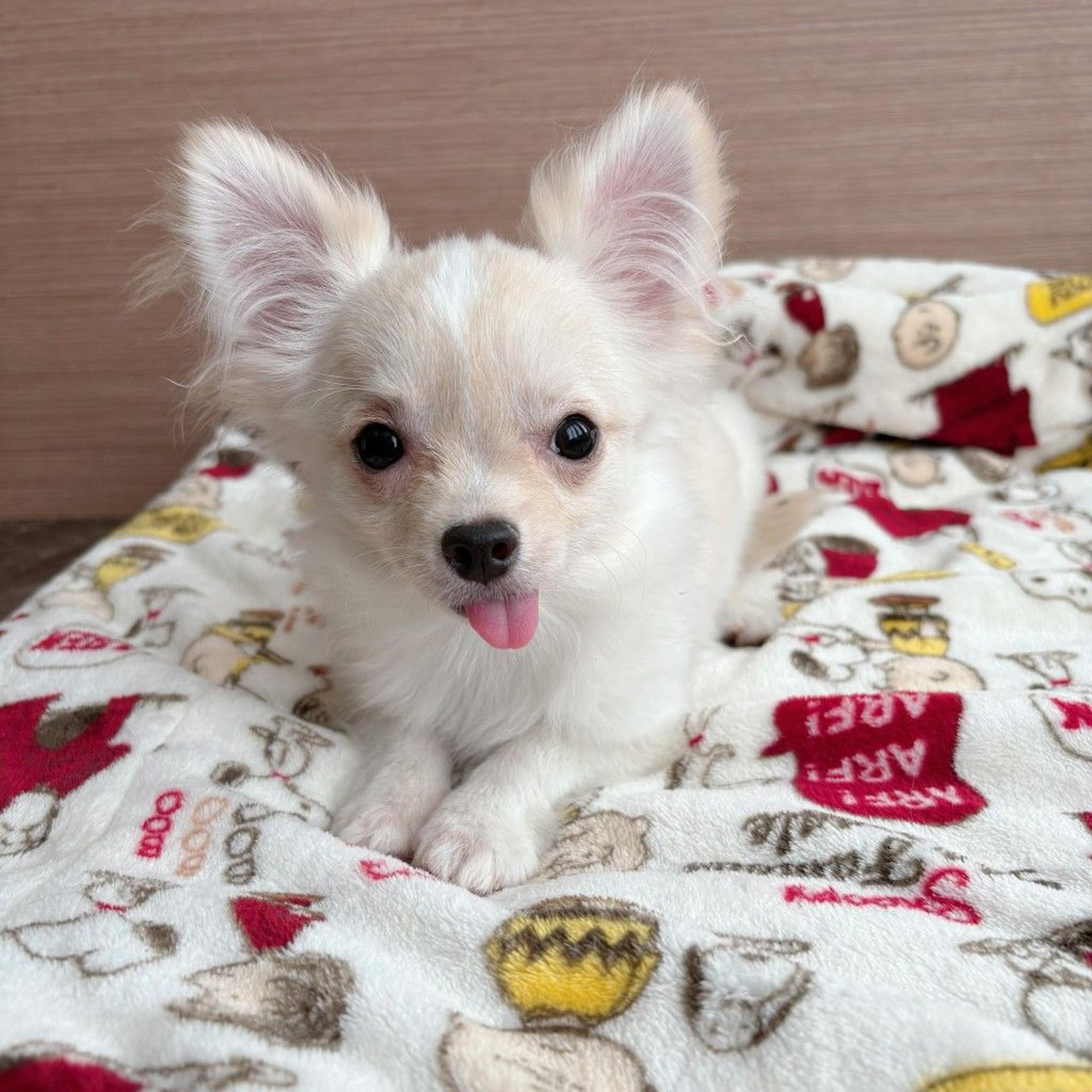 pet-image-5