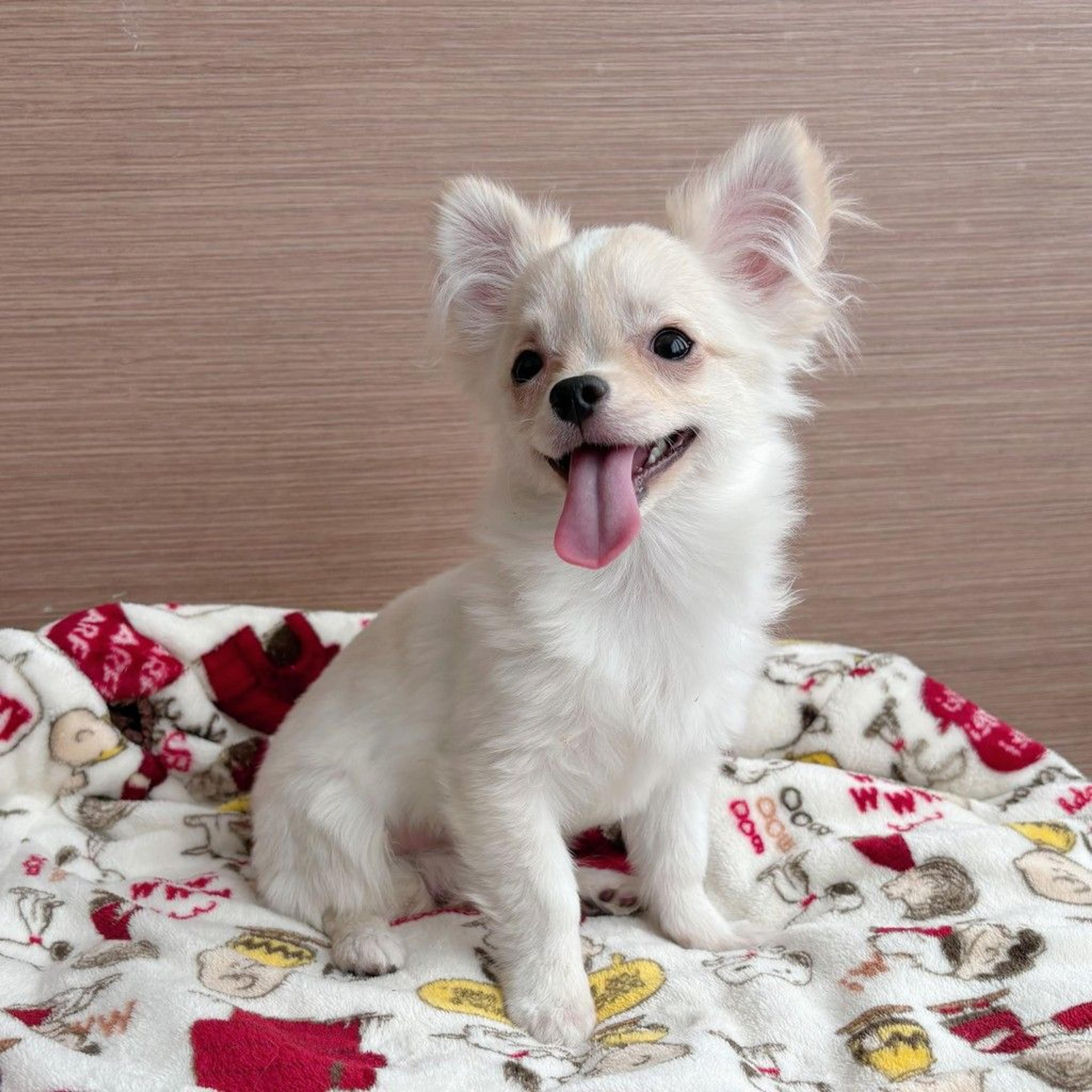 pet-image-7