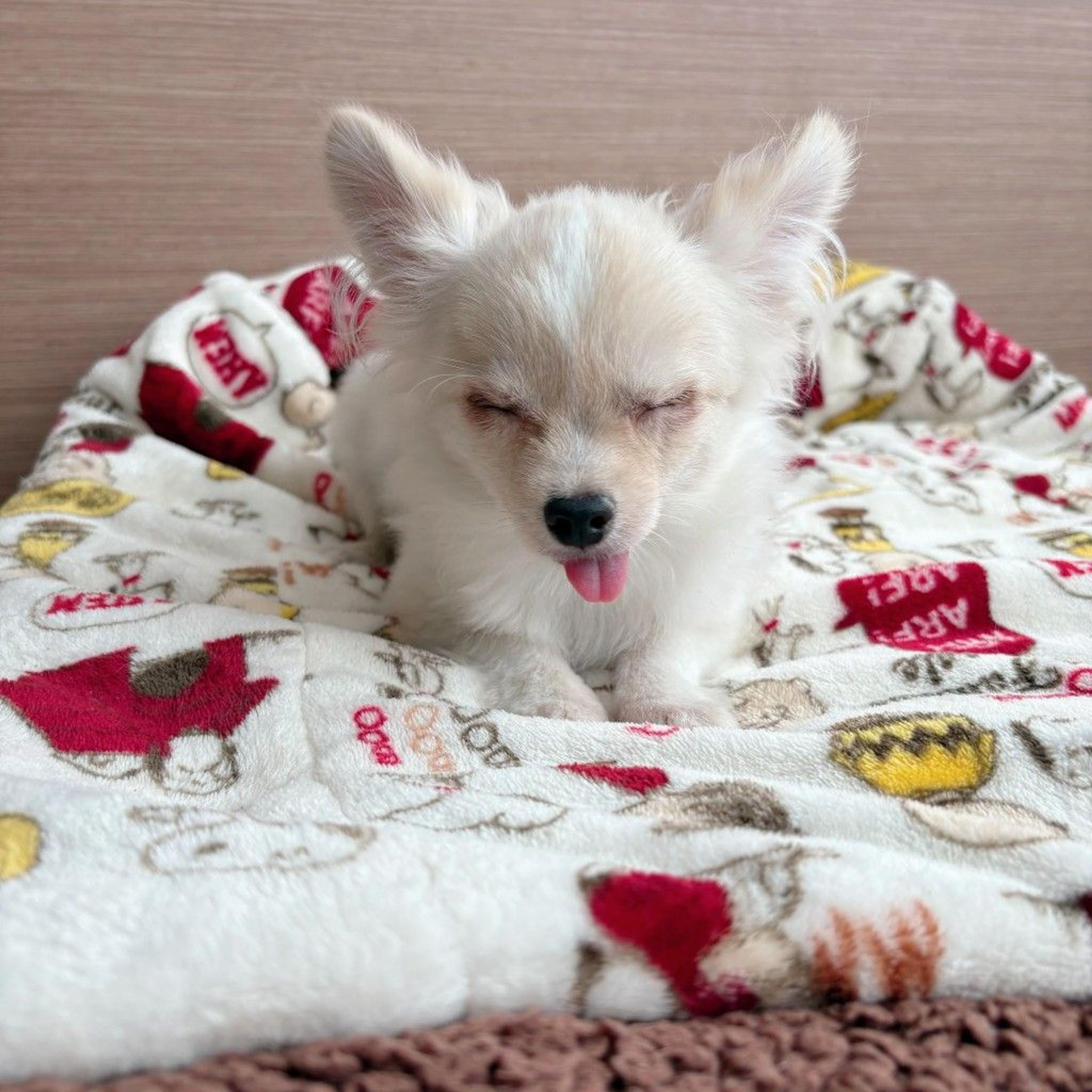 pet-image-4
