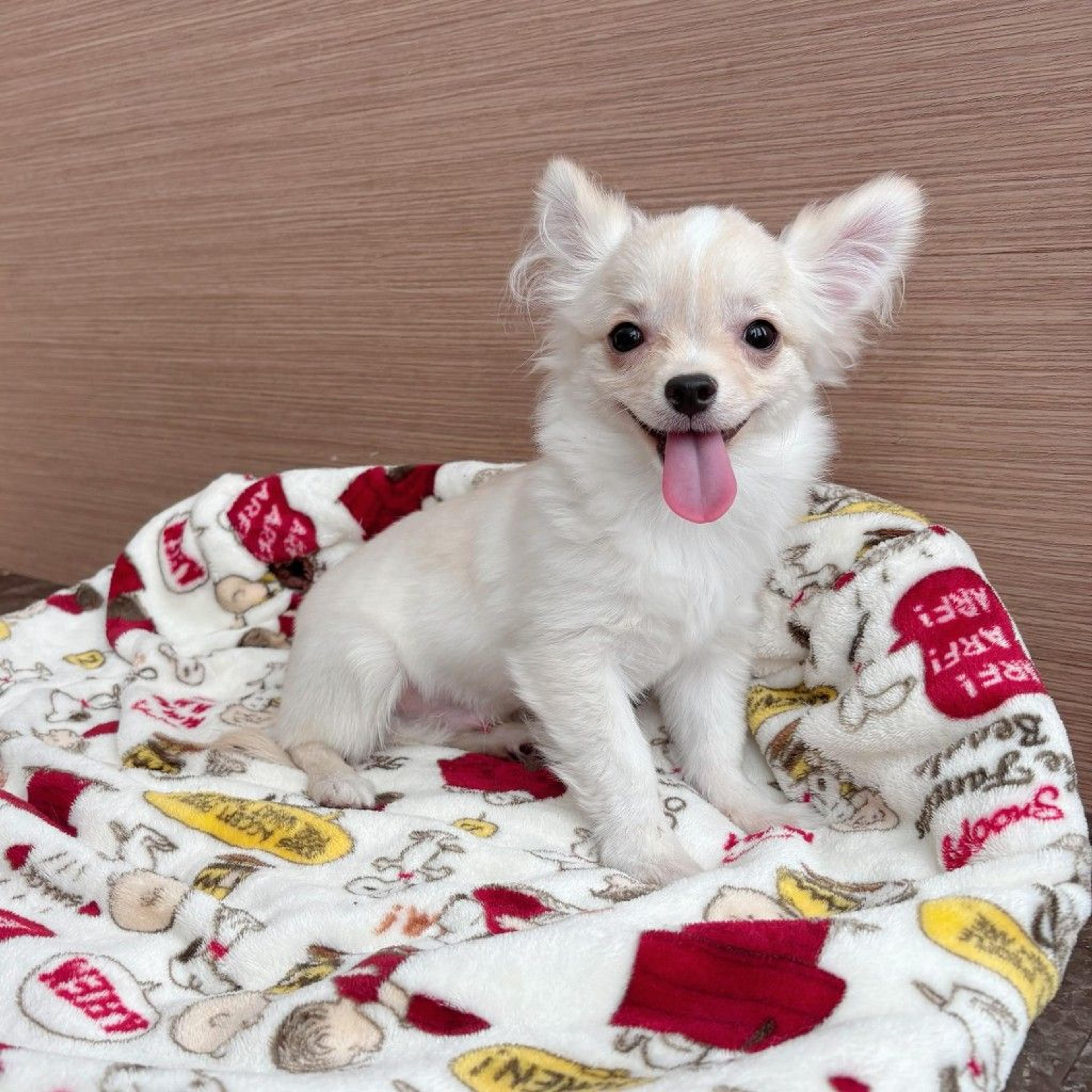 pet-image-2