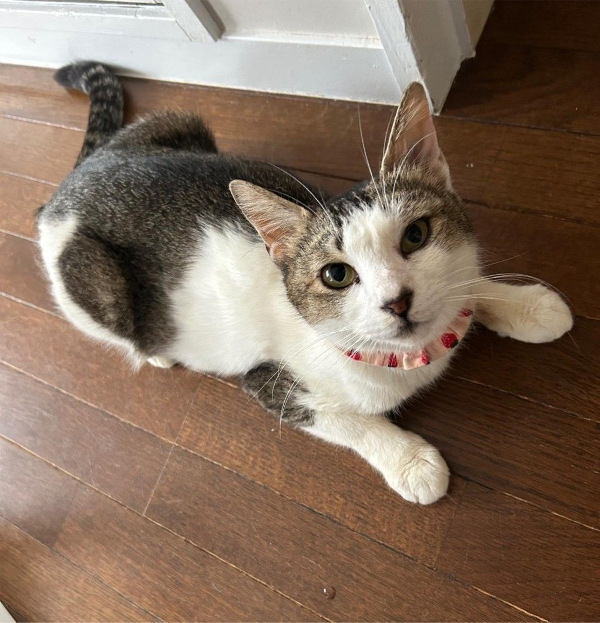 pet-image-2