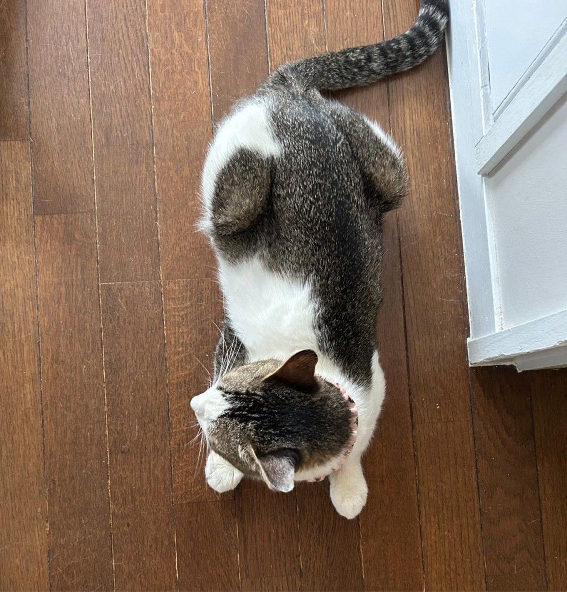 pet-image-3