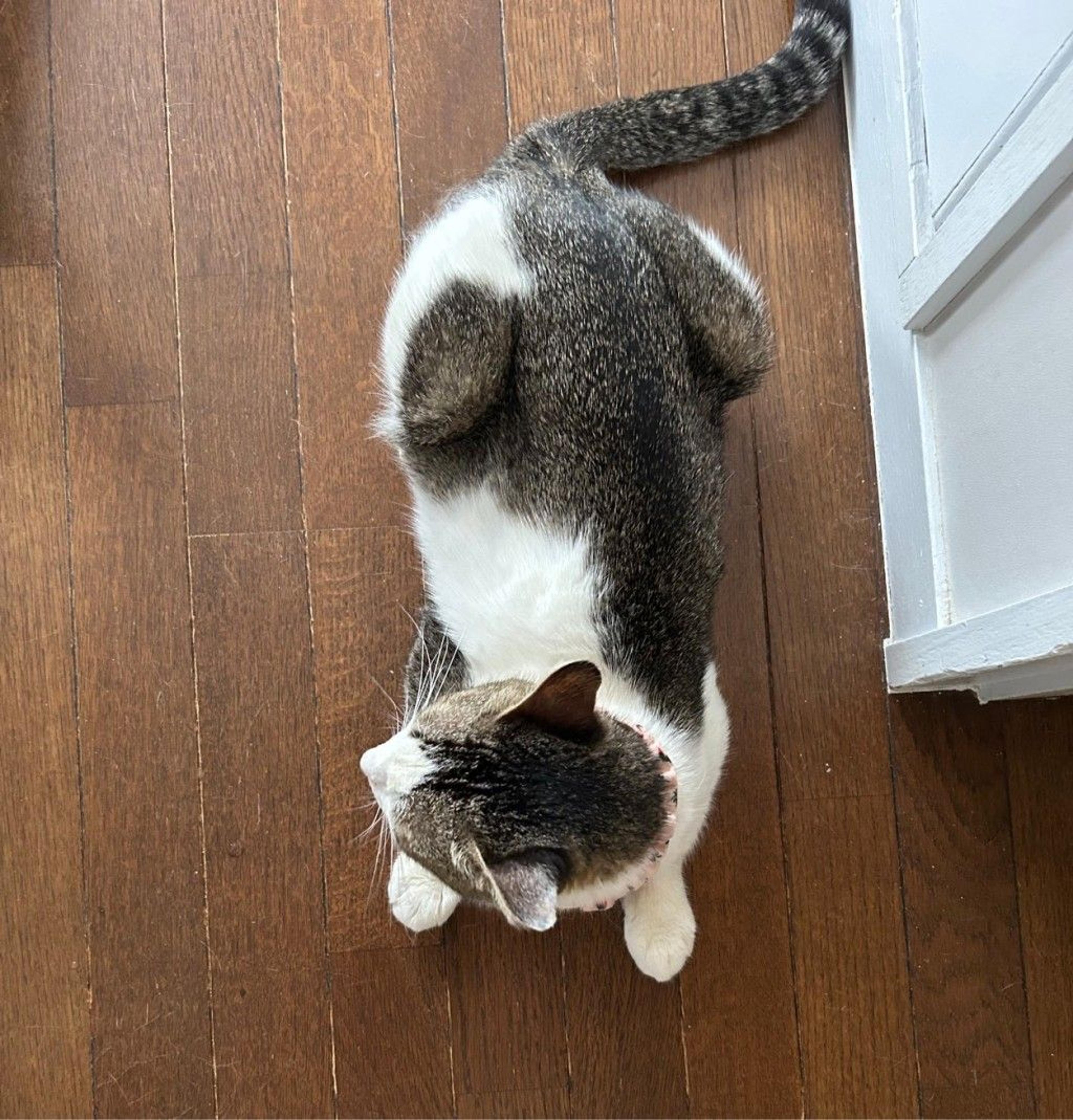 pet-image-3