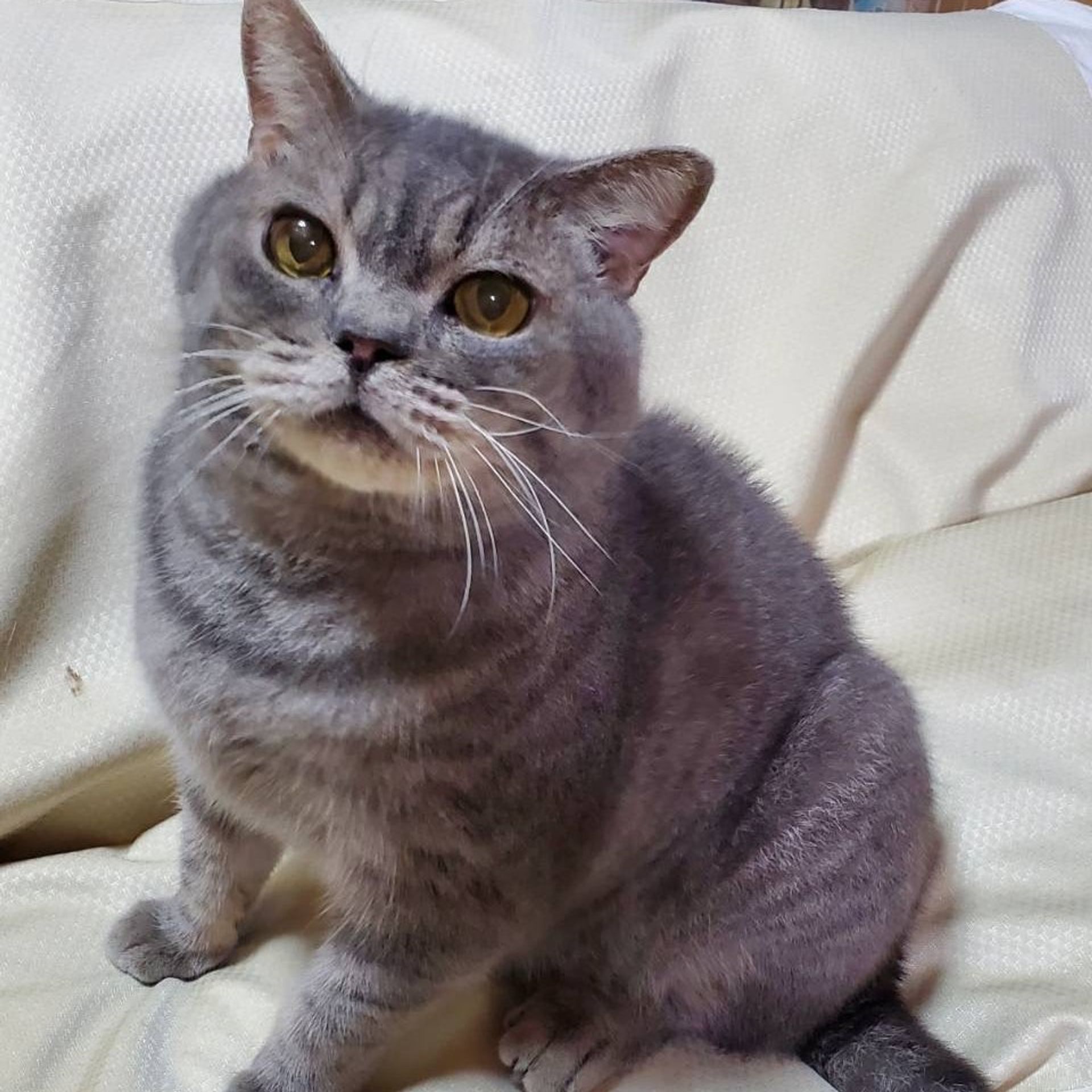 ブリティッシュショートヘア・オスの里親募集の写真