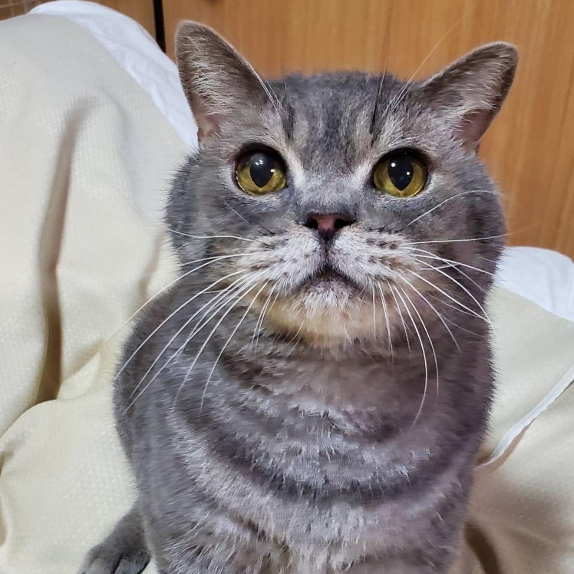 pet-image-3