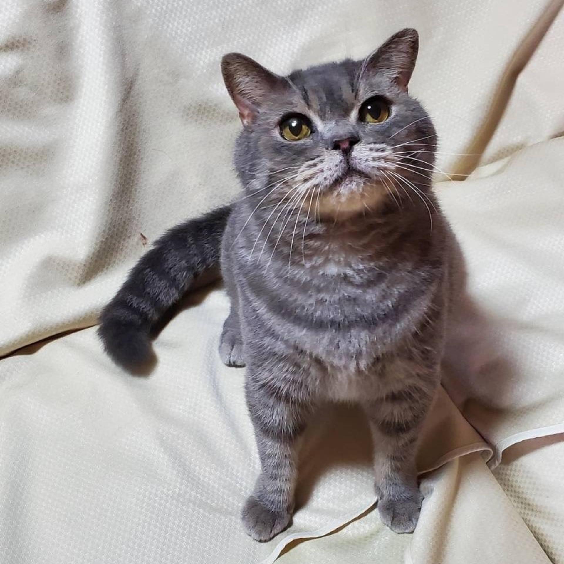 pet-image-4