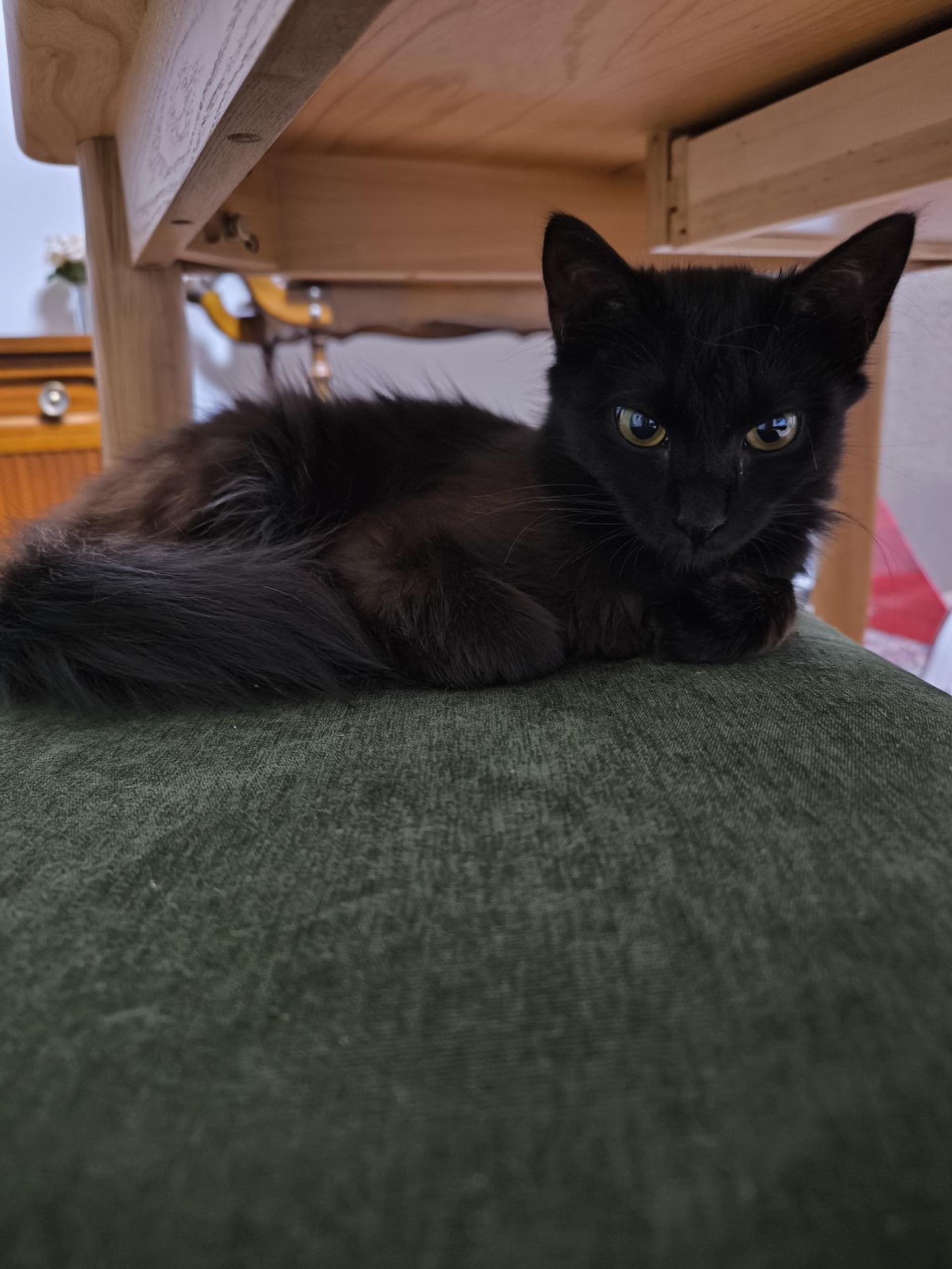 pet-image-8